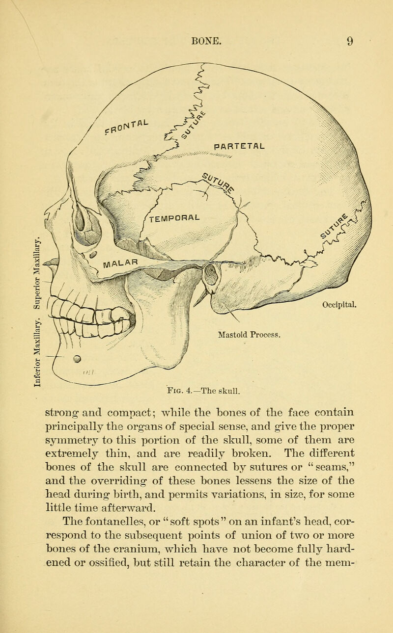 Occipital. Fig. 4.-The skull. strong and compact; while fhe bones of the face contain principally the organs of special sense, and give the proper symmetry to this portion of the skull, some of them are extremely thin, and are readily broken. The different bones of the skull are connected by sutures or  seams, and the overriding of these bones lessens the size of the head during birth, and permits variations, in size, for some little time afterward. The fontanelles, or  soft spots  on an infant's head, cor- respond to the subsequent points of union of two or more bones of the cranium, which have not become fully hard- ened or ossified, but still retain the character of the mem-