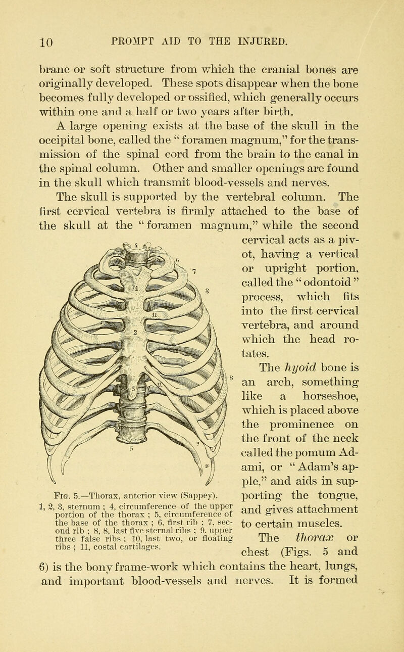 brane or soft structure from which the cranial bones are originally developed. These spots disappear when the bone becomes fully developed or ossified, which generally occurs within one and a half or two years after birth. A large opening exists at the base of the skull in the occipital bone, called the  foramen magnum, for the trans- mission of the spinal cord from the brain to the canal in the spinal column. Other and smaller openings are found in the skull which transmit blood-vessels and nerves. The skull is supported by the vertebral column. The first cervical vertebra is firmly attached to the base of the skull at the  foramen magnum, while the second cervical acts as a piv- ot, having a vertical or upright portion, called the  odontoid  process, which fits into the first cervical vertebra, and around which the head ro- tates. The hyoid bone is an arch, something like a horseshoe, which is placed above the prominence on the front of the neck called the pomum Ad- ami, or  Adam's ap- ple, and aids in sup- 13orting the tongue, and gives attachment to certain muscles. The thorax or chest (Figs. 5 and 6) is the bony frame-work which contains the heart, lungs, and important blood-vessels and nerves. It is formed Fig. .5.—Thorax, anterior view (Sappey). 1, 2, 3, sternum ; 4, circumference of the upper portion of the thorax ; 5, circumference of the base of the thorax ; 6. first rib ; 7. sec- ond rib ; 8, 8, last five sternal ribs ; 9. upper three false ribs ; 10, last two, or floating ribs ; 11, costal cartilages.