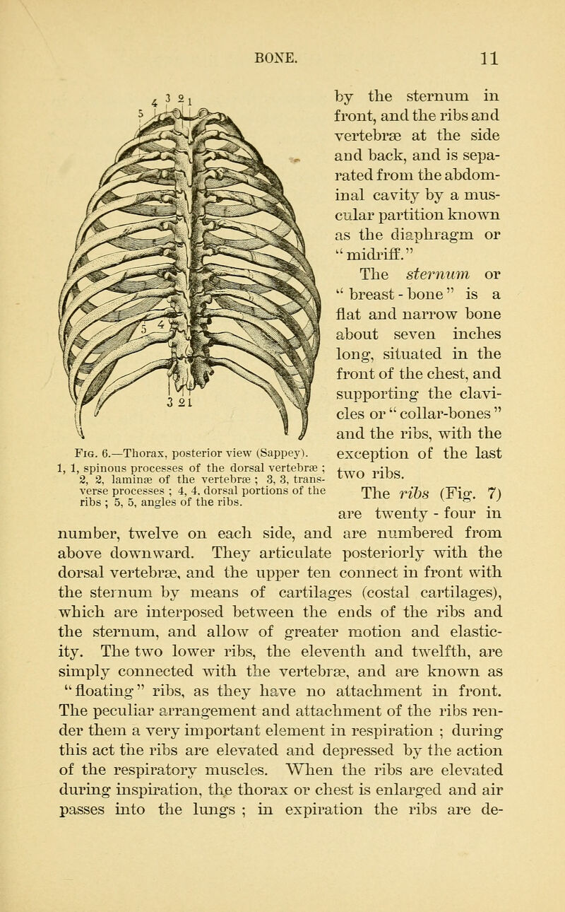 by the sternum in front, and the ribs and vertebrae at the side aod back, and is sepa- rated from the abdom- inal cavity by a mus- cular partition known as the diaphragm or midi'iff. The sternum or  breast - bone is a fiat and narrow bone about seven inches long-, situated in the front of the chest, and supporting the clavi- cles or  collar-bones  and the ribs, with the exception of the last two ribs. The ribs (Fig. 7) are twenty - four in number, twelve on each side, and are numbered from above downward. They articulate posteriorly with the dorsal vertebrae, and the upper ten connect in front with the sternum by means of cartilages (costal cartilages), which are interposed between the ends of the ribs and the sternum, and allow of greater motion and elastic- ity. The two lower ribs, the eleventh and twelfth, are simply connected with the vertebrae, and are known as floating ribs, as they have no attachment in front. The peculiar arrangement and attachment of the ribs ren- der them a very important element in respiration ; during this act the ribs are elevated and depressed by the action of the respiratory muscles. When the ribs are elevated during inspiration, the thorax or chest is enlarged and air passes into the Imigs ; in expiration the ribs are de- FiG. 6.—Thorax, posterior view (Sappey). 1, 1, spinous processes of the dorsal vertebrae ; 2, 2, laminae of the vertebrae ; 3, 3, trans- verse processes ; 4, 4, dorsal portions of the ribs : 5, 5, angles of the ribs.