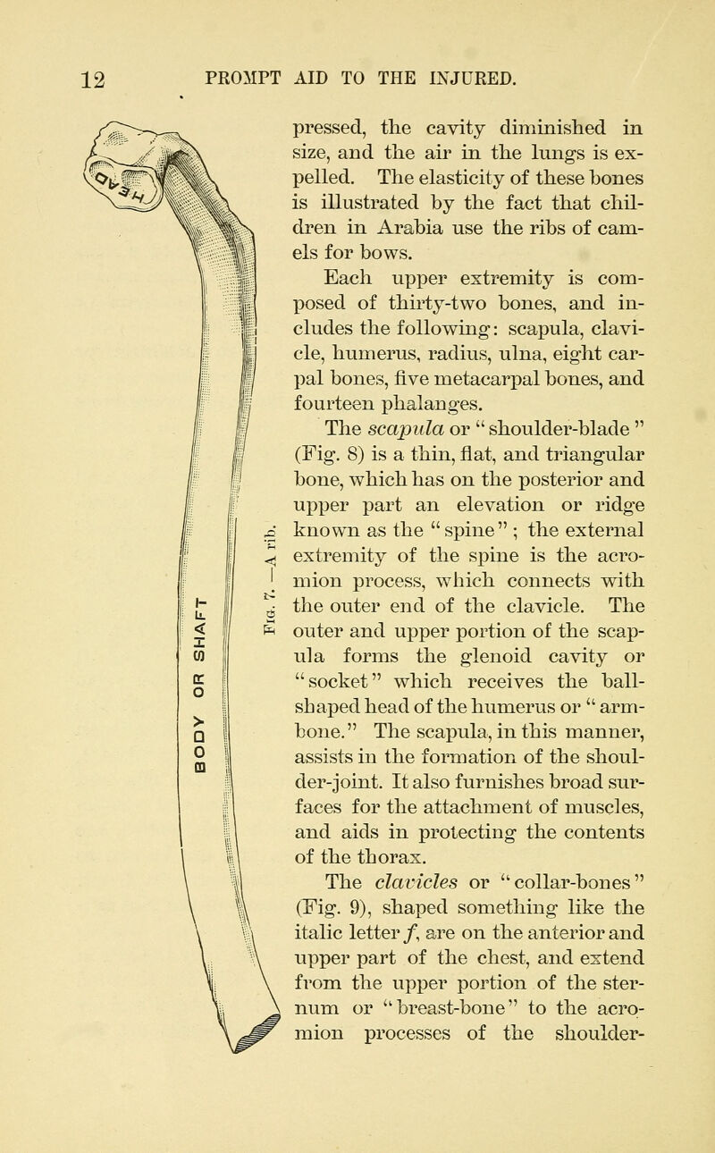pressed, the cavity diminislied in size, and the air in the lungs is ex- pelled. The elasticity of these bones is illustrated by the fact that chil- dren in Arabia use the ribs of cam- els for bows. Each upper extremity is com- posed of thirty-two bones, and in- cludes the following: scapula, clavi- cle, humerus, radius, ulna, eight car- pal bones, five metacarpal bones, and fourteen phalanges. The scapula or  shoulder-blade  (Fig. 8) is a thin, flat, and triangular bone, which has on the posterior and upper part an elevation or ridge known as the spine ; the external extremity of the spine is the acro- mion process, wiiich connects with the outer end of the clavicle. The outer and upper portion of the scap- ula forms the glenoid cavity or socket which receives the ball- shaped head of the humerus or  arm- bone. The scapula, in this manner, assists in the formation of the shoul- der-joint. It also furnishes broad sur- faces for the attachment of muscles, and aids in protecting the contents of the thorax. The clavicles or collar-bones (Fig. 9), shaped something like the italic letter /, are on the anterior and upper part of the chest, and extend from the upper portion of the ster- num or breast-bone to the acro- mion processes of the shoulder-