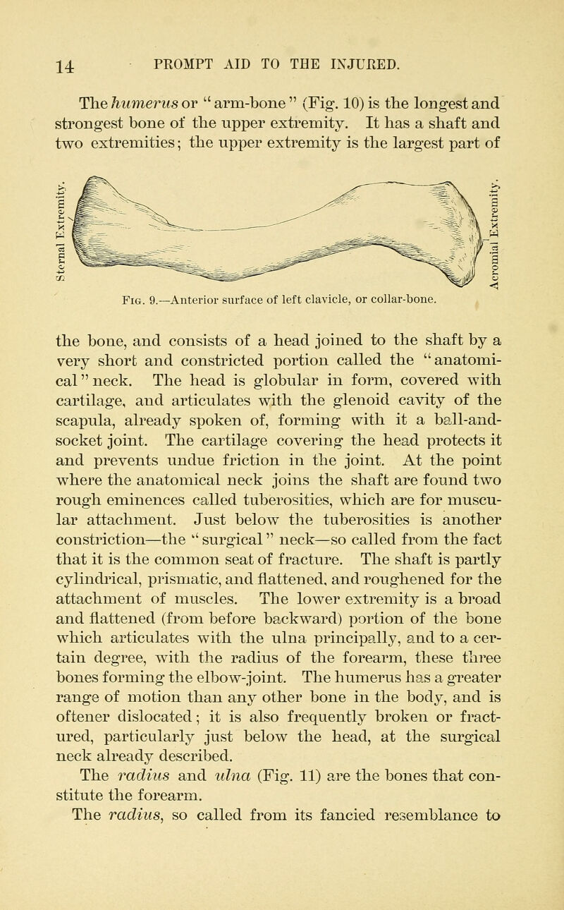 Thehumerus or arm-bone (Fig. 10) is the longest and strongest bone of the upper extremity. It has a shaft and two extremities; the upper extremity is the largest part of Anterior surface of left clavicle, or collar-bone. the bone, and consists of a head joined to the shaft by a very short and constricted portion called the anatomi- cal neck. The head is globular in form, covered with cartilage, and articulates with the glenoid cavity of the scapula, already spoken of, forming with it a ball-and- socket joint. The cartilage covering the head protects it and prevents undue friction in the joint. At the point where the anatomical neck joins the shaft are found two rough eminences called tuberosities, which are for muscu- lar attachment. Just below the tuberosities is another constriction—the  surgical neck—so called from the fact that it is the common seat of fracture. The shaft is partly cylindrical, prismatic, and flattened, and roughened for the attachment of muscles. The lower extremity is a broad and flattened (from before backward) portion of the bone which articulates with the ulna principally, and to a cer- tain degree, with the radius of the forearm, these three bones forming the elbow-joint. The humerus has a greater range of motion than any other bone in the body, and is oftener dislocated; it is also frequently broken or fract- ured, particularly just below the head, at the surgical neck already described. The radius and ulna (Fig. 11) a,re the bones that con- stitute the forearm. The radius, so called from its fancied resemblance to