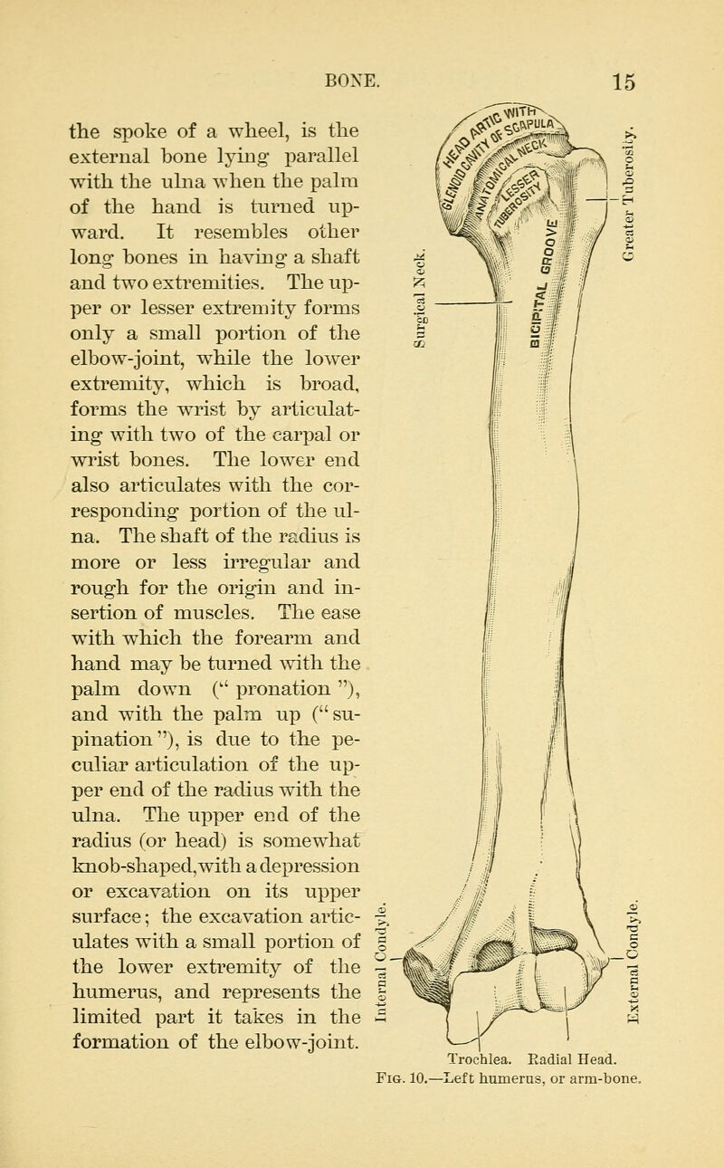 the spoke of a wheel, is the external bone lying parallel with the ulna w^hen the palm of the hand is turned up- ward. It resembles other long bones in having a shaft and two extremities. The up- per or lesser extremity forms only a small portion of the elbow-joint, while the lower extremity, which is broad, forms the wrist by articulat- ing with two of the carpal or wrist bones. The lower end also articulates with the cor- responding portion of the ul- na. The shaft of the radius is more or less irregular and rough for the origin and in- sertion of muscles. The ease with which the forearm and hand may be turned with the palm down ( pronation ), and with the palm up (su- pination), is due to the pe- culiar articulation of the up- per end of the radius with the ulna. The upper end of the radius (or head) is somewhat knob-shaped, with a depression or excavation on its upper surface; the excavation artic- ulates with a small portion of the lower extremity of the humerus, and represents the limited part it takes in the formation of the elbow-joint. Trochlea. Radial Head. Fig. 10.—Left humerus, or arm-bone.