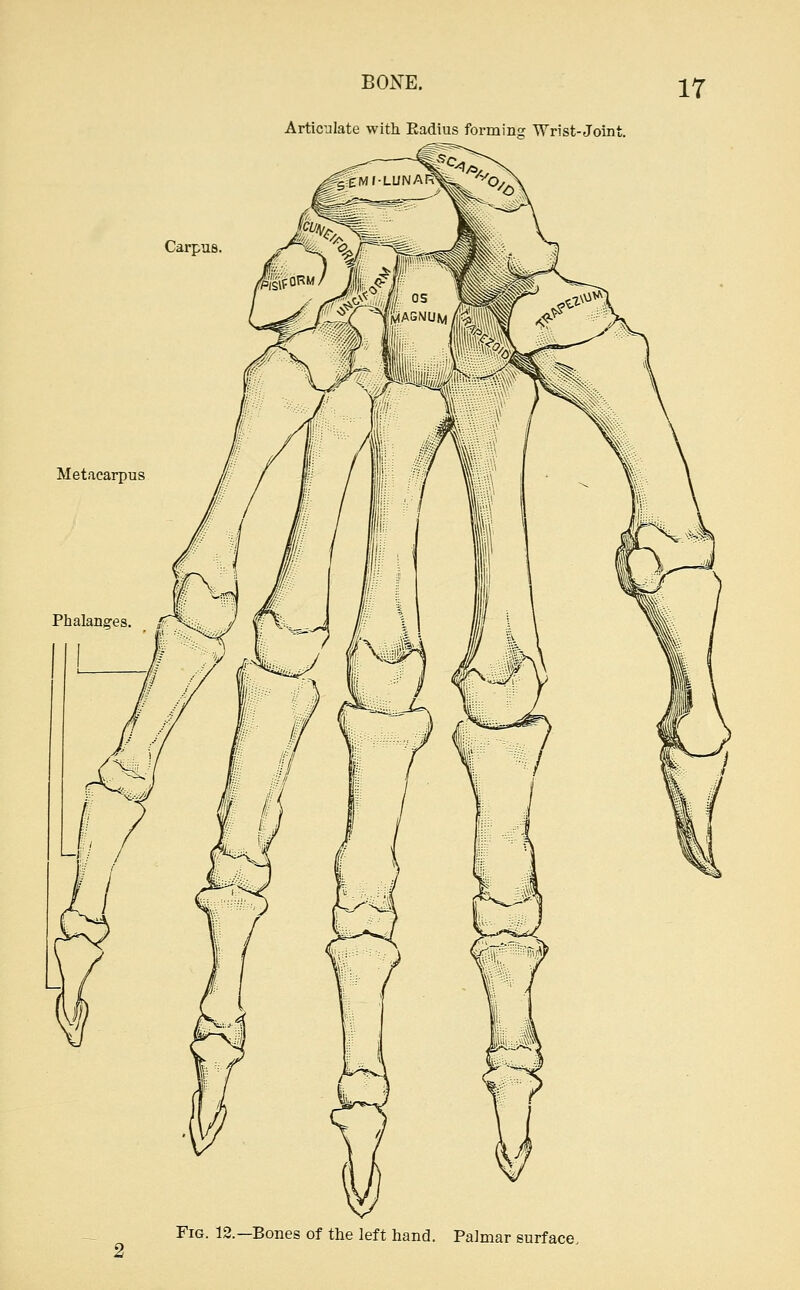 BONE. i^^ Articulate with Eadius forming Wrist-Joint. Carpus, Metacarpus Fig. 12.—Bones of the left hand. Paimar surface.