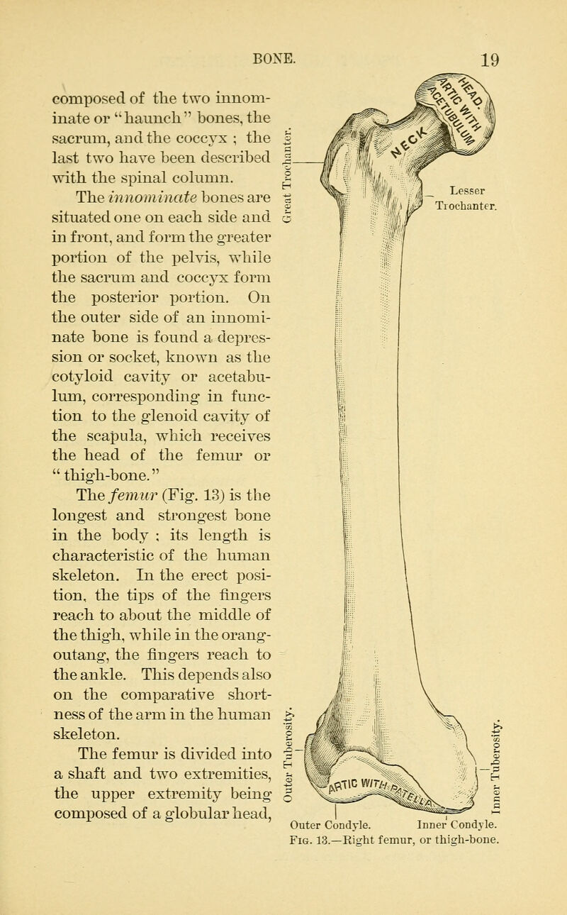 composed of tlie two innom- inate or haunch bones, the sacrum, and the coccyx ; the | last two have been described with the spinal column. The innominate bones are situated one on each side and in front, and form the greater portion of the pelvis, while the sacrum and coccyx form the posterior xDortion. On the outer side of an innomi- nate bone is found a depres- sion or socket, known as the cotyloid cavity or acetabu- lum, corresponding in func- tion to the glenoid cavity of the scapula, which receives the head of the femur or thigh-bone. The femur (Fig. 13) is the longest and strongest bone in the body ; its length is characteristic of the human skeleton. In the erect posi- tion, the tips of the fingers reach to about the middle of the thigh, while in the orang- outang, the fingers reach to the ankle. This depends also on the comparative short- ness of the arm in the human skeleton. The femur is divided into a shaft and two extremities, the upper extremity being composed of a globular head, Outer Condyle. Inner Condyle. Fig. 13.—Eight femur, or thigh-bone.