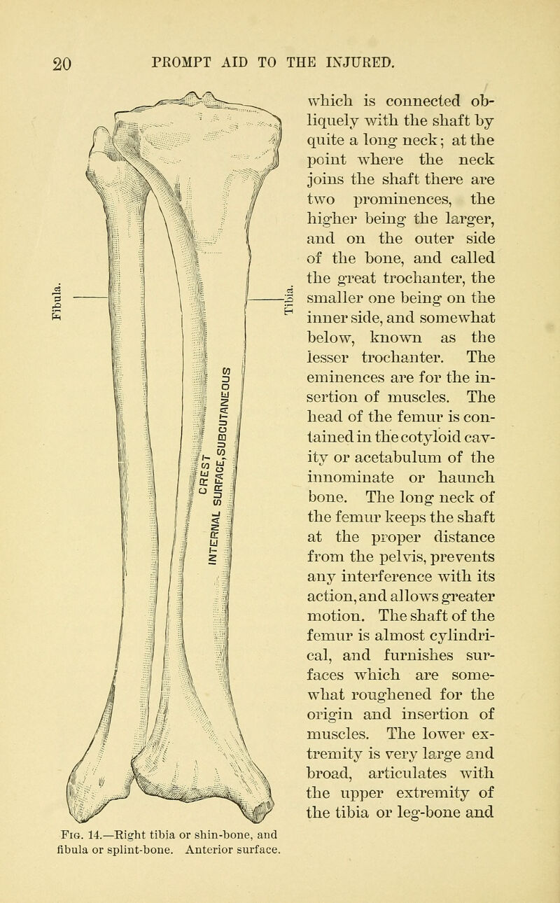 which is connected ob- liquely with the shaft by quite a long neck; at the point where the neck joins the shaft there are two prominences, the higher being the larger, and on the outer side of the bone, and called the great trochanter, the smaller one being on the inner side, and somewhat below, known as the lesser trochanter. The eminences are for the in- sertion of muscles. The head of the femur is con- tained in the cotyloid cav- ity or acetabulum of the innominate or haunch bone. The long neck of the femur keeps the shaft at the proper distance from the pelvis, prevents any interference with its action, and allows greater motion. The shaft of the femur is almost cylindri- cal, and furnishes sur- faces which are some- what roughened for the origin and insertion of muscles. The lower ex- tremity is very large and broad, articulates with the upper extremity of the tibia or leg-bone and Fis. 14.- fibula or -Right tibia or shin-bone, and splint-bone. Anterior surface.