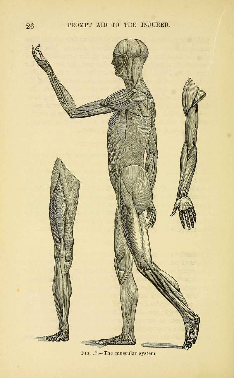 Fig. 17.—The muscular system.