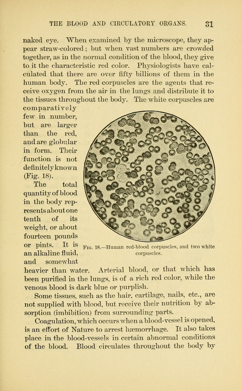 naked eye. When examined by the microscope, they ap- peal' straw-colored; hut when vast numbers are crowded together, as in the normal condition of the blood, they g-ive to it the characteristic red color. Physiologists have cal- culated that there are over fifty billions of them in the human body. The red corpuscles are the agents that re- ceive oxygen from the air in the lungs and distribute it to the tissues throughout the body. The white corpuscles are comparatively few in number, but are larger than the red, and are globular in form. Then' function is not definitely kno wn (Fig. 18). The total quantity of blood in the body rep- resents about one tenth of its weight, or about fourteen pounds or pints. It is an alkaline fluid, and somewhat heavier than water. Arterial blood, or that which has been purified in the lungs, is of a rich red color, while the venous blood is dark blue or purplish. Some tissues, such as the hair, cartilage, nails, etc., are not supplied with blood, but receive their nutrition by ab- sorption (imbibition) from surrounding parts. Coagulation, which occurs when a blood-vessel is opened, is an effort of Nature to arrest haemorrhage. It also takes place in the blood-vessels in certain abnormal conditions of the blood. Blood circulates throughout the body by Fig. 18.—Human red-blood corpuscles, and two white corpuscles.