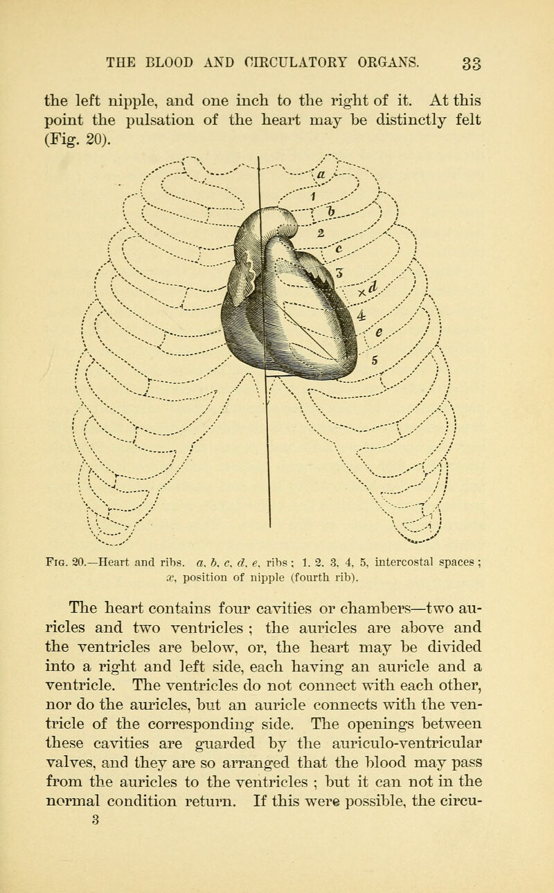 the left nipple, and one inch to the right of it. At this point the pulsation of the heart may be distinctly felt (Fig. 20). •' 1 .,-' %^-:;-'ii'. ,'■'' ^^ <i-' \^ £< fi>Sl Iy Fig. 20.—Heart and ribs. a. 6, c, cl. e, rihs; 1. 2, 3, 4, 5, intercostal spaces; sc, position of nipple (fourth rib). The heart contains four cavities or chambers—two au- ricles and two ventricles ; the auricles are above and the ventricles are below, or, the heart may be divided into a right and left side, each having an auricle and a ventricle. The ventricles do not connect with each other, nor do the auricles, but an auricle connects with the ven- tricle of the corresponding side. The openings between these cavities are guarded by the auriculo-ventricular valves, and they are so arranged that the blood may pass from the auricles to the ventricles ; but it can not in the normal condition return. If this were possible, the circu-