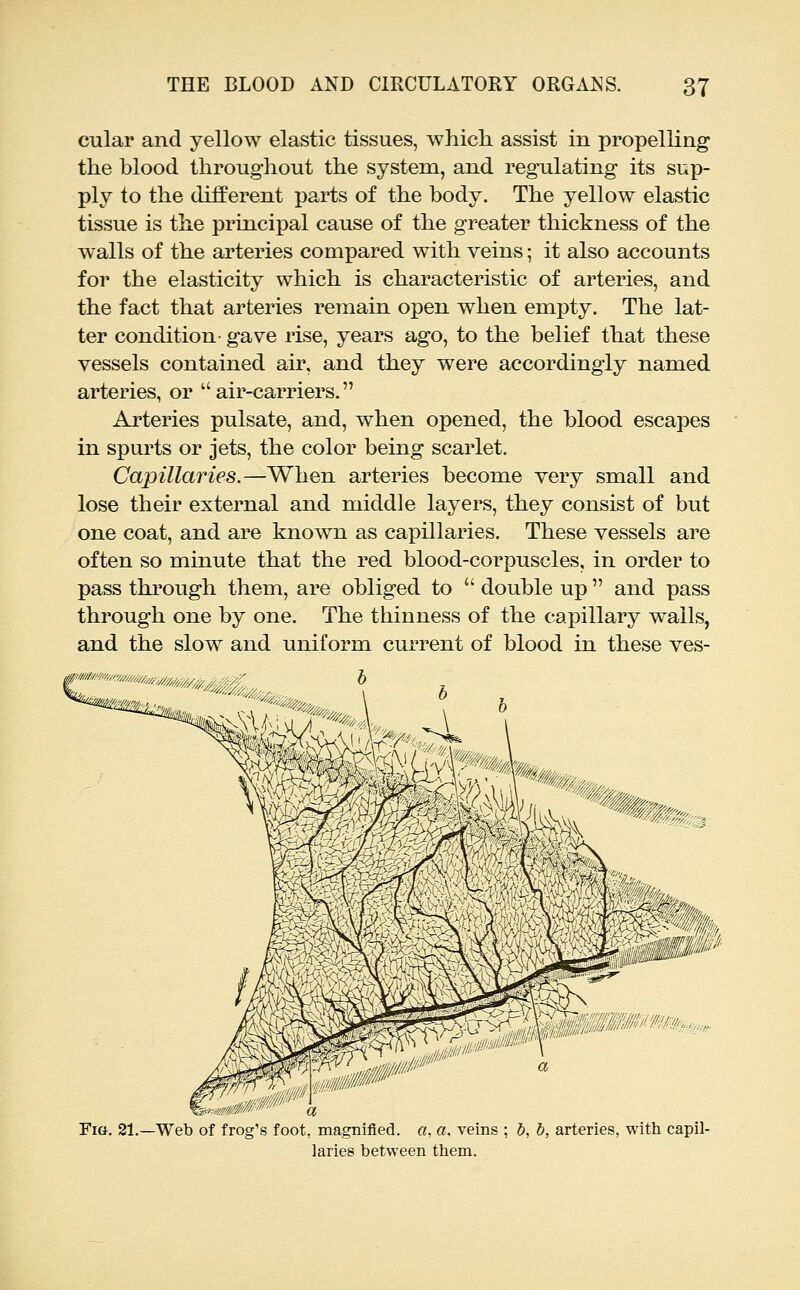 cular and yellow elastic tissues, which assist in propelling the blood throughout the system, and regulating its sup- ply to the different parts of the body. The yellow elastic tissue is the principal cause of the greater thickness of the walls of the arteries compared with veins; it also accounts for the elasticity which is characteristic of arteries, and the fact that arteries remain open when empty. The lat- ter condition- gave rise, years ago, to the belief that these vessels contained air, and they were accordingly named arteries, or air-carriers. Arteries pulsate, and, when opened, the blood escapes in spui'ts or jets, the color being scarlet. Capillaries.—When arteries become very small and lose their external and middle layers, they consist of but one coat, and are known as capillaries. These vessels are often so minute that the red blood-corpuscles, in order to pass thi'ough them, are obliged to  double up  and pass through one by one. The thinness of the capillary wails, and the slow and uniform current of blood in these ves- FiG. 21.—Web of frog b foot, magnified. «, a. veins , b, b, arteries, with capil laries between them.