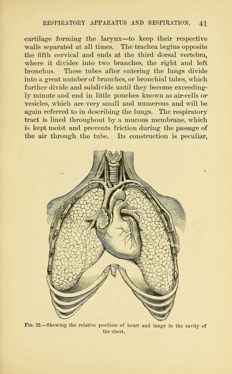 cartilage forming tlie larynx—to keep their respective walls separated at all times. The trachea begins opposite the fifth cervical and ends at the third dorsal vertebra, where it cUvides into two branches, the right and left bronchus. These tubes after entering the lungs divide into a great number of branches, or bronchial tubes, which further divide and subdivide until they become exceeding- ly minute and end in little pouches known as air-cells or vesicles, which are very small and numerous and will be again referred to in describing the lungs. The respiratory tract is lined throughout by a mucous membrane, which is kept moist and prevents friction during the passage of the air through the tube. Its construction is peculiar, Fig. 23.—Showing the relative position of heart and lungs in the cavity of the chest.