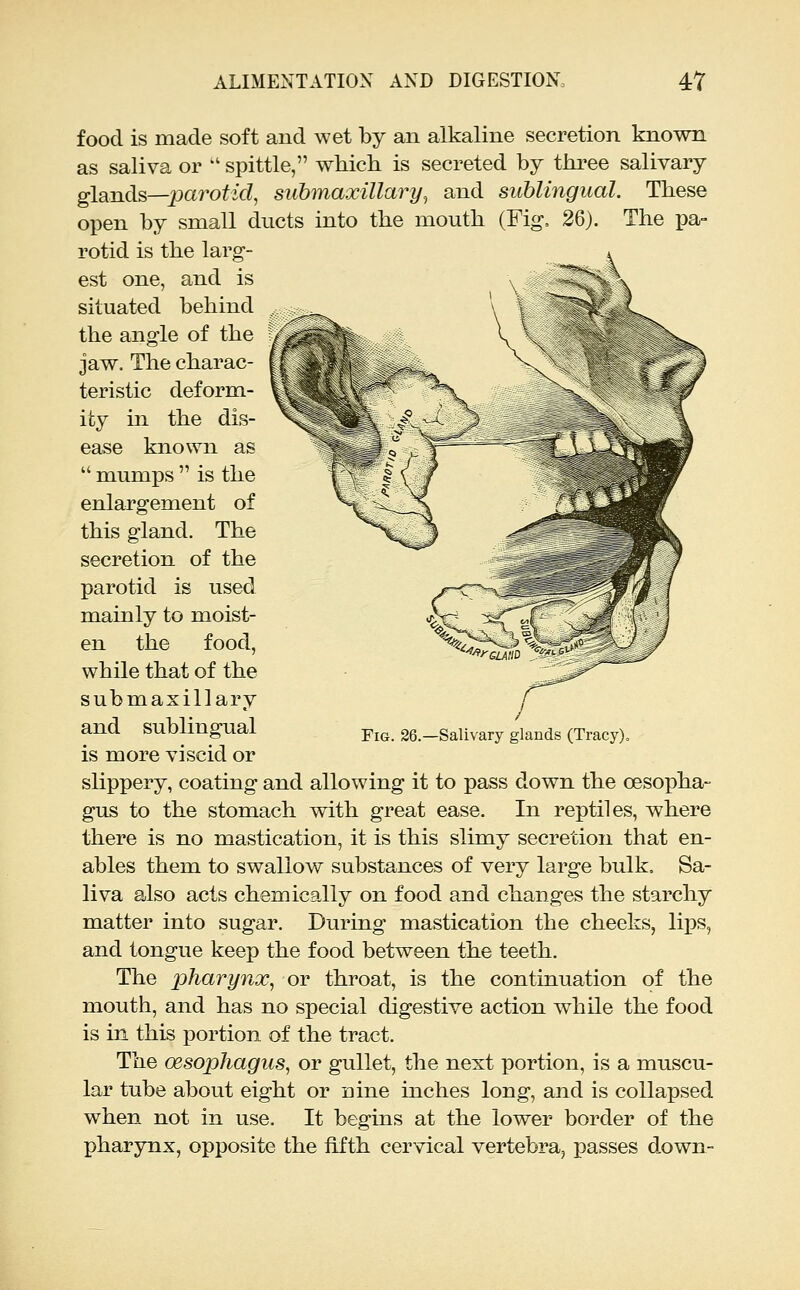food is made soft and wet by an alkaline secretion known as saliva or  spittle, which is secreted by three salivary glands—parofjc?, submaxillary^ and sublingual. These open by small ducts into the mouth (Fig, 26). The pa- rotid is the larg- est one, and is situated behind the angle of the jaw. The charac- teristic deform- ity in the dis- ease known as  mumps  is the enlargement of this gland. The secretion of the parotid is used mainly to moist- en the food, while that of the submaxillary and sublingual is more viscid or slippery, coating and allowing it to pass down the oesopha- gus to the stomach with great ease. In reptiles, where there is no mastication, it is this slimy secretion that en- ables them to swallow substances of very large bulk. Sa- liva also acts chemically on food and changes the starchy matter into sugar. During mastication the cheeks, lips, and tongue keep the food between the teeth. The pharynx., or throat, is the continuation of the mouth, and has no special digestive action while the food is in this portion of the tract. The oesophagus^ or gullet, the next portion, is a muscu- lar tube about eight or nine inches long, and is collapsed when not in use. It begins at the lower border of the pharynx, opposite the fifth cervical vertebra, passes down- FiG. 26.—Salivary glands (Tracy).
