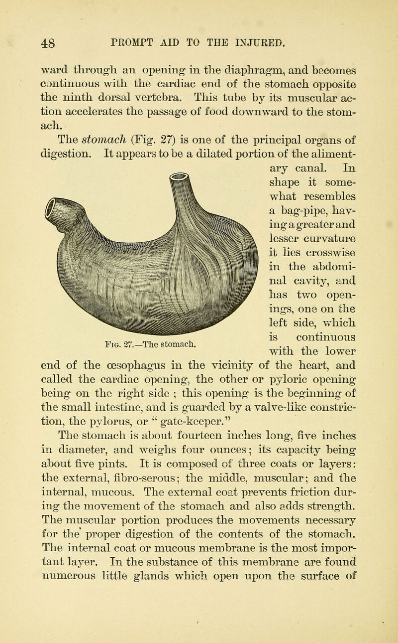 ward through an opening in the diaphragm, and becomes continuous with the cardiac end of the stomach opposite the ninth dorsal vertebra. This tube by its muscular ac- tion accelerates the passage of food downward to the stom- ach. The stomach (Fig. 27) is one of the principal organs of digestion. It appears to be a dilated portion of the aliment- _ ary canal. In shape it some- what resembles a bag-pipe, hav- ing a greater and lesser curvature it lies crosswise in the abdomi- nal cavity, and has two open- ings, one on the left side, which is continuous with the lower end of the oesophagus in the vicinity of the heart, and called the cardiac opening, the other or pyloric opening being on the right side ; this opening is the beginning of the small intestine, and is guarded by a valve-like constric- tion, the pylorus, or  gate-keeper. The stomach is about fourteen inches long, five inches in diameter, and weighs four ounces; its capacity being about five pints. It is com^Dosed of three coats or layers: the external, fibro-serous; the middle, muscular; and the internal, mucous. The external coat prevents friction dur- ing the movement of the stomach and also adds strength. The muscular portion produces the movements necessary for the proper digestion of the contents of the stomach. The internal coat or mucous membrane is the most impor- tant layer. In the substance of this membrane are found numerous little glands which open upon the surface of Fig. 27.—The stomacli.