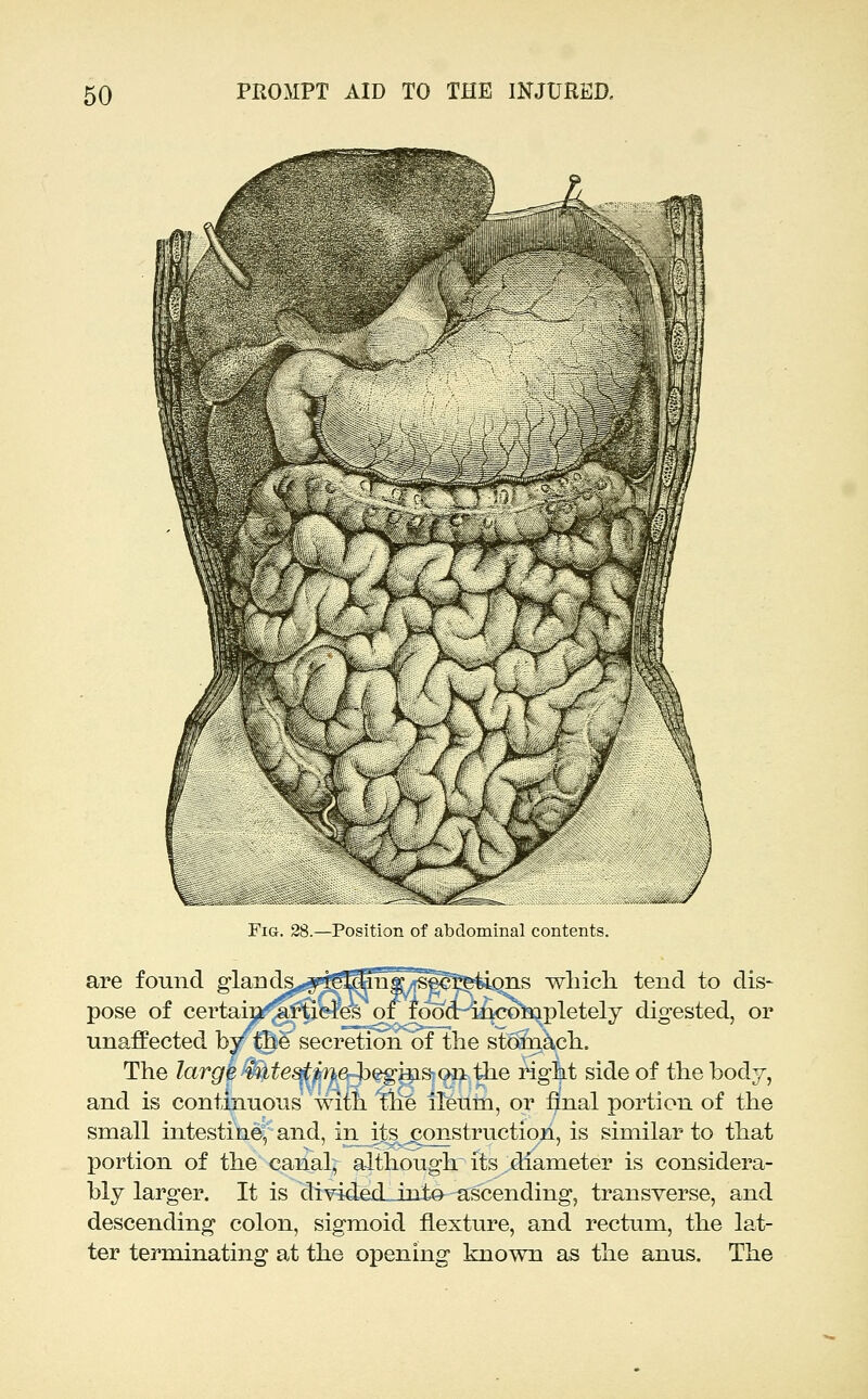 l^-^ Fig. 28.—Position of abdominal content* food ns which tend to dis- ci tooci incompletely digested, or secretion of the stomach. the right side of the body, iiin, or final portion of the are found glands, pose of certai: unaffected b The larg\ and is continuous'wi small intestine, and, in its jjonstruction, is similar to that portion of the canal, although its diameter is considera- bly larger. It is diYideiJnto ascending, transverse, and descending colon, sigmoid fiexture, and rectum, the lat- ter terminating at the opening known as the anus. The