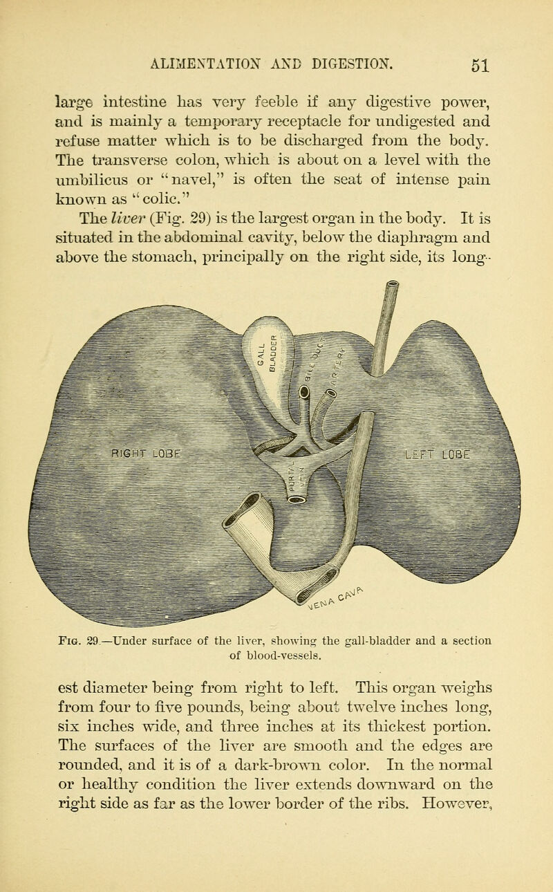 large intestine lias very feeble if any digestive power, and is mainly a temporary receptacle for undigested and refuse matter wMcli is to be discharged from the body. The ti'ansverse colon, which is about on a level with the umbilicus oi' navel, is often the seat of intense pain known as colic. The liver (Fig. 29) is the largest organ in the body. It is situated in the abdominal cavity, below the diaphragm and above the stomach, x^rincixDally on the right side, its long- FlG. -Under surface of the liver, showing the gall-bladder and a section of blood-vessels. est diameter being from right to left. This organ weighs from four to five pounds, being about twelve inches long, six inches wide, and three inches at its thickest portion. The surfaces of the liver are smooth and the edges are rounded, and it is of a dark-brown color. In the normal or healthy condition the liver extends downward on the right side as far as the lower border of the ribs. However,