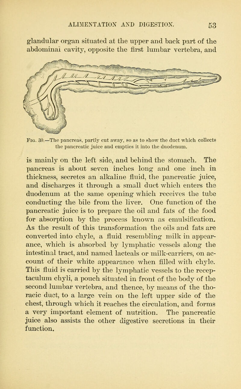 glandular organ situated at tlie upper and back part of the abdominal cavity, opposite the first lumbar vertebra, and Fig. .—The pancreas, partly cut away, so as to show the duct which collects the pancreatic juice and empties it into the duodenum. is mainly on the left side, and behind the stomach. The pancreas is about seven inches long and one inch in thickness, secretes an alkaHne fluid, the j)ancreatic juice, and discharges it through a small duct which enters the duodenum at the same opening which receives the tube conducting the bile from the liver. One function of the pancreatic juice is to prepare the oil and fats of the food for absorption by the process known as emulsification. As the result of this transformation the oils and fats are converted into chyle, a fluid resembling milk in appear- ance, which is absorbed by lymphatic vessels along the intestinal tract, and named lacteals or milk-carriers, on ac- count of their white appearance when filled with chyle. This fluid is carried by the lymphatic vessels to the recep- taculum chyli, a pouch situated in front of the body of the second lumbar vertebra, and thence, by means of the tho- racic duct, to a large vein on the left upper side of the chest, through which it reaches the circulation, and forms a very important element of nutrition. The pancreatic juice also assists the other digestive secretions in their function.