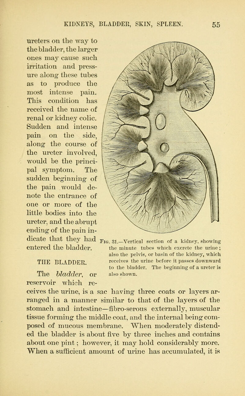 ureters on the Avay to the bladder, the larger ones may cause such irritation and press- ure along these tubes as to produce the most intense pain. This condition has received the name of renal or kidney colic. Sudden and intense pain on the side, along the course of the ureter involved, would be the princi- pal symptom. The sudden beginning of the pain would de- note the entrance of one or more of the little bodies into the ureter, and the abrupt ending of the pain in- dicate that they had Ym 31 entered the bladder. -Vertical section of a kidney, showing the minute tubes which excrete the urine; also the pelvis, or basin of the kidney, which receives the urine before it passes downward to the bladder. The beginning of a ureter is also shown. THE BLADDER. The bladder, or reservoir which re- ceives the urine, is a sac having three coats or layers ar- ranged in a manner similar to that of the layers of the stomach and intestine—fibro-serous externally, muscular tissue forming the middle coat, and the internal being com- posed of mucous membrane. When moderately distend- ed the bladder is about five by three inches and contains about one pint; however, it may hold considerably more. When a sufficient amount of urine has accumulated, it is