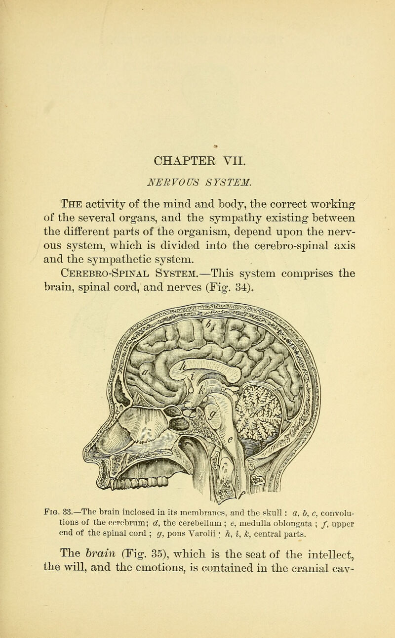 NERVOm SYSTEM. The activity of the mind and body, the correct working of the several organs, and the sympathy existing between the different parts of the organism, depend upon the nerv- ous system, which is divided into the cerebro-spinal axis and the sympathetic system. Cerebro-Spinal System.—Tliis system comprises the brain, spinal cord, and nerves (Fig. 34). Fig. 33.—The brain inclosed in its membranes, and the skull : a, b, c, convolu- tions of the cerebrum; d, the cerebellum ; e, medulla oblongata ; /, upper end of the spinal cord ; g, pons Varolii \ h, i, Ic, central parts. The brain (Fig. 35), which is the seat of the intellect, the will, and the emotions, is contained in the cranial cav-
