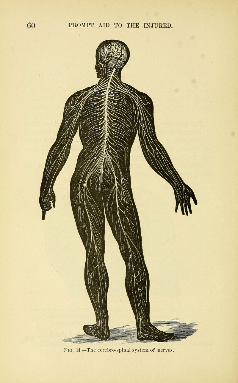 Fig. 34.—The cerebrospinal system of nerves.