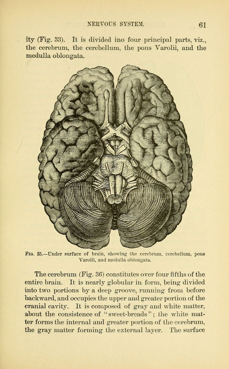 ity (Fig. 33). It is divided ino four principal parts, viz., the cerebrum, the cerebellum, the pons Varolii, and the medulla oblongata. Fig. 35.—Under surface of brain, showing the cerebrum, cerebellum, pons Varolii, aud medulla oblongata. The cerebrum (Fig. 36) constitutes over four fifths of the entu^e brain. It is nearly globular in form, being divided into two portions by a deep groove, running from before backward, and occupies the upper and greater portion of the cranial cavity. It is composed of gray and white matter, about the consistence of  sweet-breads ; the white mat- ter forms the internal and greater portion of the cerebrum, the gray matter forming the external layer. The surface