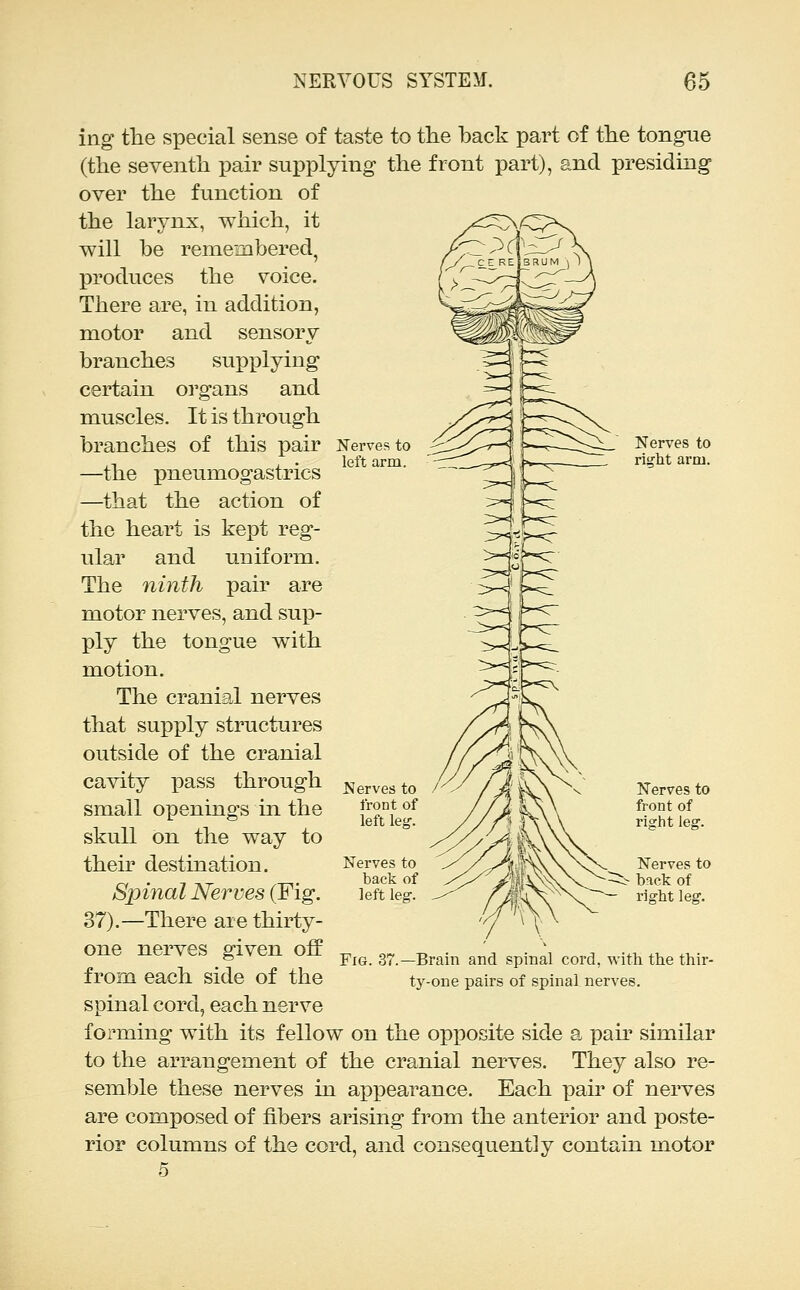 left arm ing the special sense of taste to the back part of the tongue (the seventh pair supplying the front part), and presiding over the function of the larynx, which, it will be remembered, produces the voice. There are, in addition, motor and sensory branches supplying certain organs and muscles. It is through branches of this pair Nerves to —the pneumogastrics —^that the action of the heart is kept reg- ular and uniform. The ninth pair are motor nerves, and su]3- ply the tongue with motion. The cranial nerves that supply structures outside of the cranial cavity pass through small openings in the skull on the way to their destination. Spinal Nerves (Fig. 37).—There are thirty- one nerves given off from each side of the spinal cord, each nerve forming with its fellow on the opposite side a pair similar to the arrangement of the cranial nerves. They also re- semble these nerves in appearance. Each pair of nerves are composed of fibers arising from the anterior and poste- rior columns of the cord, and consequently contain motor 5 Nerves to back of left leg. Fig. 3? -Brain and spinal cord, with the thir- ty-one pairs of spinal nerves.