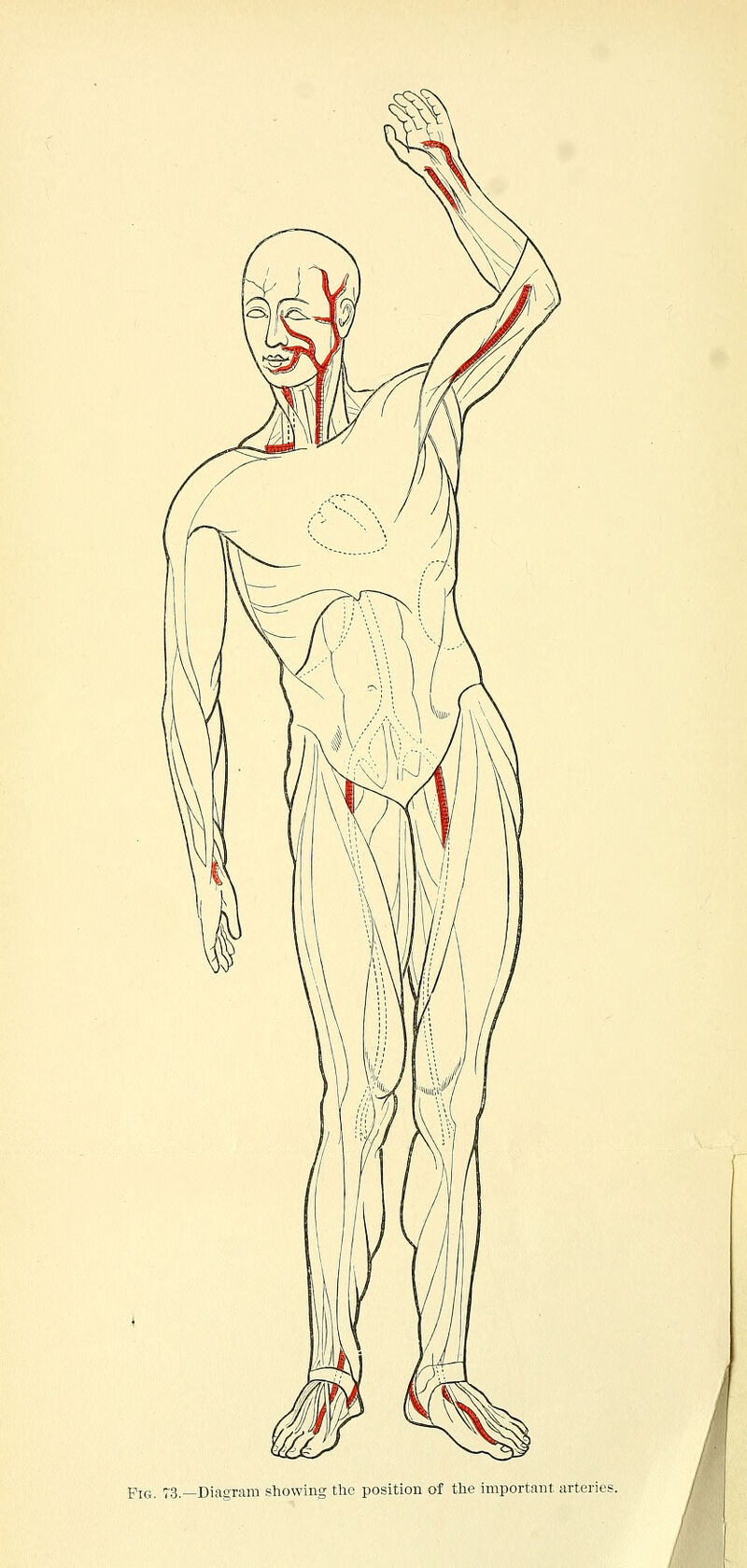 Pig. 73.—Diagram showing the position of the important arteries.
