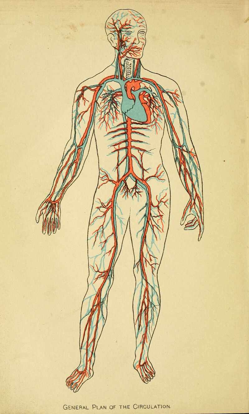 General Pu^n of the Circulation.
