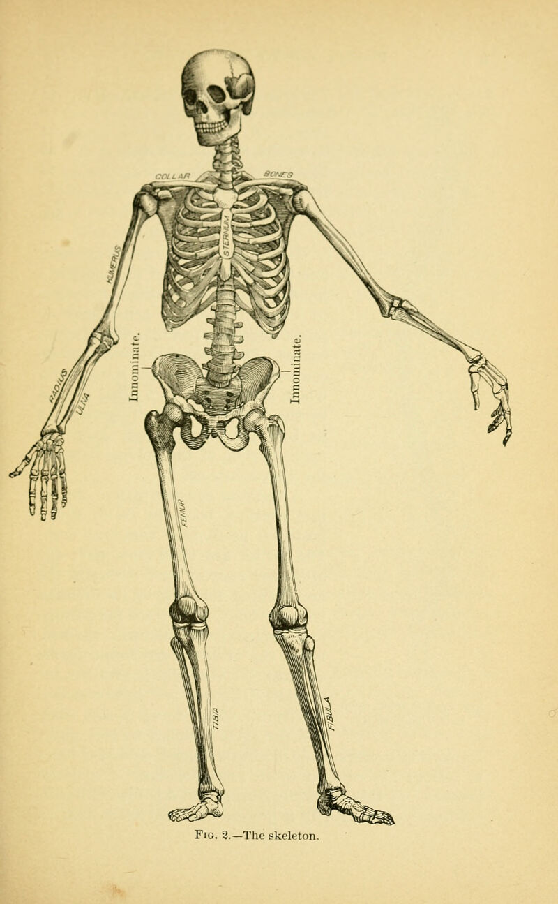 Fig. 2.—The skeleton.