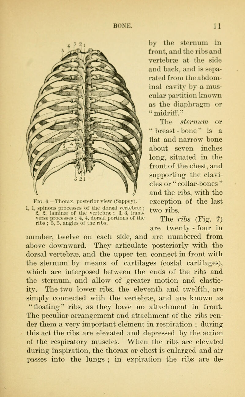 BUNK. U 3 2 hy tlie sternum in front, and the ribs and vertebrae at the side and back, and is sepa- rated from the abdom- inal cavity by a mus- cular partition kno^VIl as the diaphragm or ^•midriff.' The sternum or  breast - bone  is a flat and narrow bone about seven inches long, situated in the front of the chest, and supporting the clavi- cles or '• collar-bones  and the ribs, with the exception of the last two ribs. The ribs (Fig. 7) are twenty - four in number, twelve on each side, and are numbered from above downward. They articulate posteriorly with the dorsal vertebrae, and the upper ten connect in front with the sternum by means of cartilages (costal cartilages), which are interposed between the ends of the ribs and the sternum, and allow of greater motion and elastic- ity. The two lower ribs, the eleventh and twelfth, are simply connected with the vertebrse, and are known as floating ribs, as they have no attachment in front. The peculiar arrangement and attachment of the ribs ren- der them a very important element in respiration ; during this act the ribs are elevated and depressed by the action of the respiratory muscles. When the ribs are elevated during inspiration, the thorax or chest is enlarged and air passes into the lungs ; in expiration the ribs are de- FiG. 6.—Thorax, posterior view (Sappey). 1, 1, spinous processes of the dorsal vertebrae ; 2, 2. laminoe of the vertebrae ; 3, 3, trans- verse processes ; 4, 4, dorsal portions of the ribs ; 5, 5, angles of the ribs.