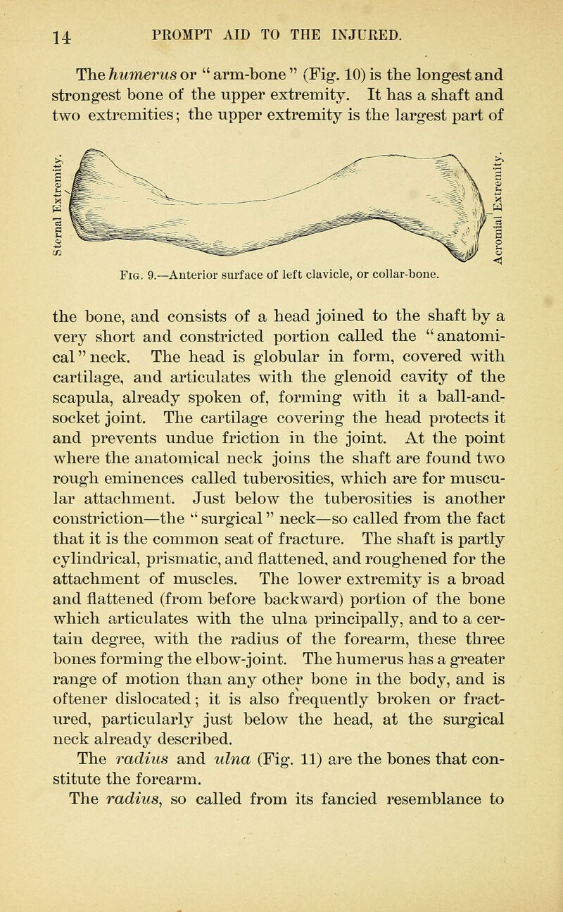 The humerus or  arm-bone  (Fig. 10) is tlie longest and strongest bone of the upper extremity. It has a shaft and two extremities; the upper extremity is the largest part of Anterior surface of left clavicle, or collar-bone. the bone, and consists of a head joined to the shaft by a very short and constricted portion called the anatomi- cal neck. The head is globular in form, covered with cartilage, and articulates with the glenoid cavity of the scapula, already spoken of, forming with it a ball-and- socket joint. The cartilage covering the head protects it and prevents undue friction in the joint. At the point where the anatomical neck joins the shaft are found two rough eminences called tuberosities, which are for muscu- lar attachment. Just below the tuberosities is another constriction—the  surgical neck—so called from the fact that it is the common seat of fracture. The shaft is partly cylindi'ical, prismatic, and flattened, and roughened for the attachment of muscles. The lower extremity is a broad and flattened (from before backward) portion of the bone which articulates with the ulna principally, and to a cer- tain degree, with the radius of the forearm, these three bones forming the elbow-joint. The humerus has a greater range of motion than any other bone in the body, and is oftener dislocated; it is also frequently broken or fract- ured, particularly just below the head, at the surgical neck already described. The radius and ulna (Fig. 11) are the bones that con- stitute the forearm. The radius, so called from its fancied resemblance to