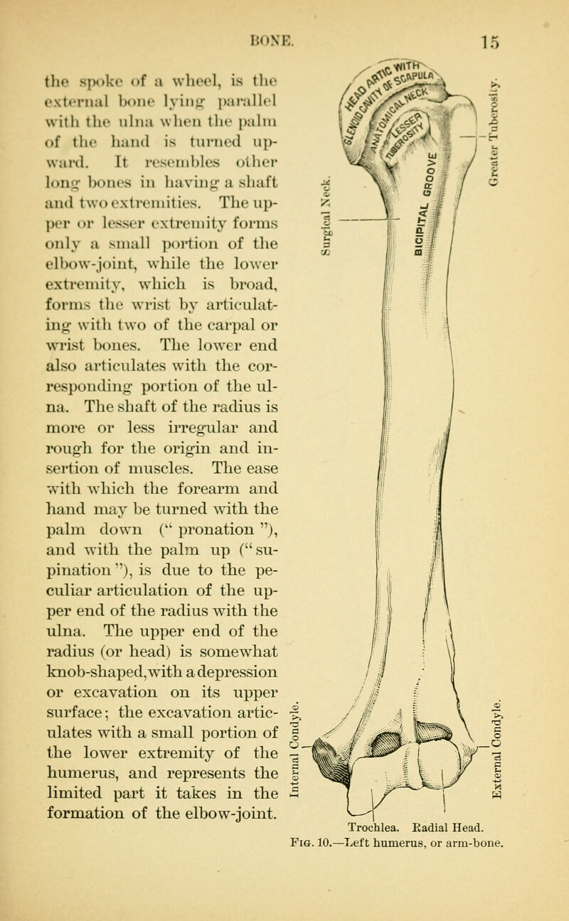 HONE. tlie s|>4>k(' «»f a wliccl, is the external bone lyin;^- pai-allel with the uhia when tlie pahn of the liand is turned up- ward. It re.seinbles other lon;^ bones in having- a shaft and two extremities. The up- ])vv or lesser extremity forms only a small portion of the elbow-joint, while the low^er extremity, which is hroad, forms the wrist by articulat- ing^ with two of the carpal or wi'ist bones. The lower end also articulates with the cor- responding portion of the ul- na. The shaft of the radius is more or less irregular and rough for the origin and in- sertion of muscles. The ease with which the forearm and hand may be turned with the palm down ( pronation ), and with the palm up (su- pination ''), is due to the pe- culiar articulation of the up- per end of the radius with the ulna. The upper end of the radius (or head) is somewhat knob-shaped, with a depression or excavation on its upper surface; the excavation artic- ulates with a small portion of the lower extremity of the humerus, and represents the limited part it takes in the formation of the elbow-joint. 15 Trochlea. Eadial Head. Fig. 10.—Left humerus, or arm-bone.