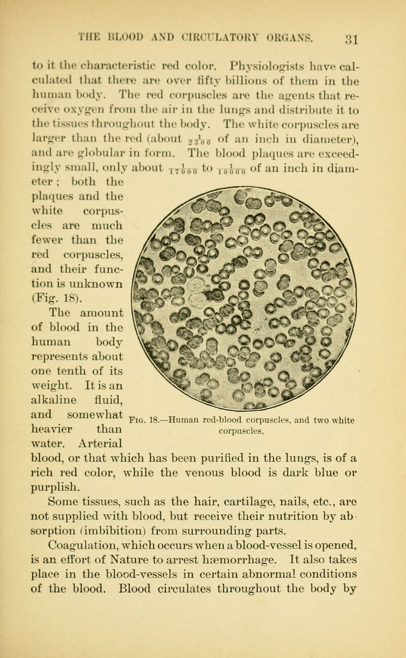 THK I;Mm)|> AM) CIKCi'LAToiiV oliGAXS. 81 to it llic cliaractcristic red coloi-. I'liysiolo^'-ists liavc cal- culated lliat there are over lifty l)illi<)iis of them in the luuuaii hndy. The red corpuscles are the a^^'iits tliat re- ceive oxyf^en from tlie air in the lungs and distribute it to the tissues throughout the body. The white corpuscles are larger than tlie red (about 35',^^ of an inch in diameter), and are globular in form. The blood plaques ai-e exceed- ingly small, only about ttooo to roooi) <jf an inch in diam- eter ; both the plaques and the white corpus- cles are much fewer than the red corpuscles, and their func- tion is unknown (Fig. 18). The amount of blood in the human body represents about one tenth of its weight. It is an alkaline fluid, and somewhat heavier than water. Arterial blood, or that which has been purified in the lungs, is of a rich red color, while the venous blood is dark blue or purplish. Some tissues, such as the hair, cartilage, nails, etc., are not supplied with blood, but receive their nutrition by ab- sorption (imbibition) from surrounding parts. Coagulation, which occurs when a blood-vessel is opened, is an effort of Nature to arrest haemorrhage. It also takes place in the blood-vessels in certain abnormal conditions of the blood. Blood circulates throughout the body by Fig. 18.—Human red-blood corpuscles, and two white corpuscles.