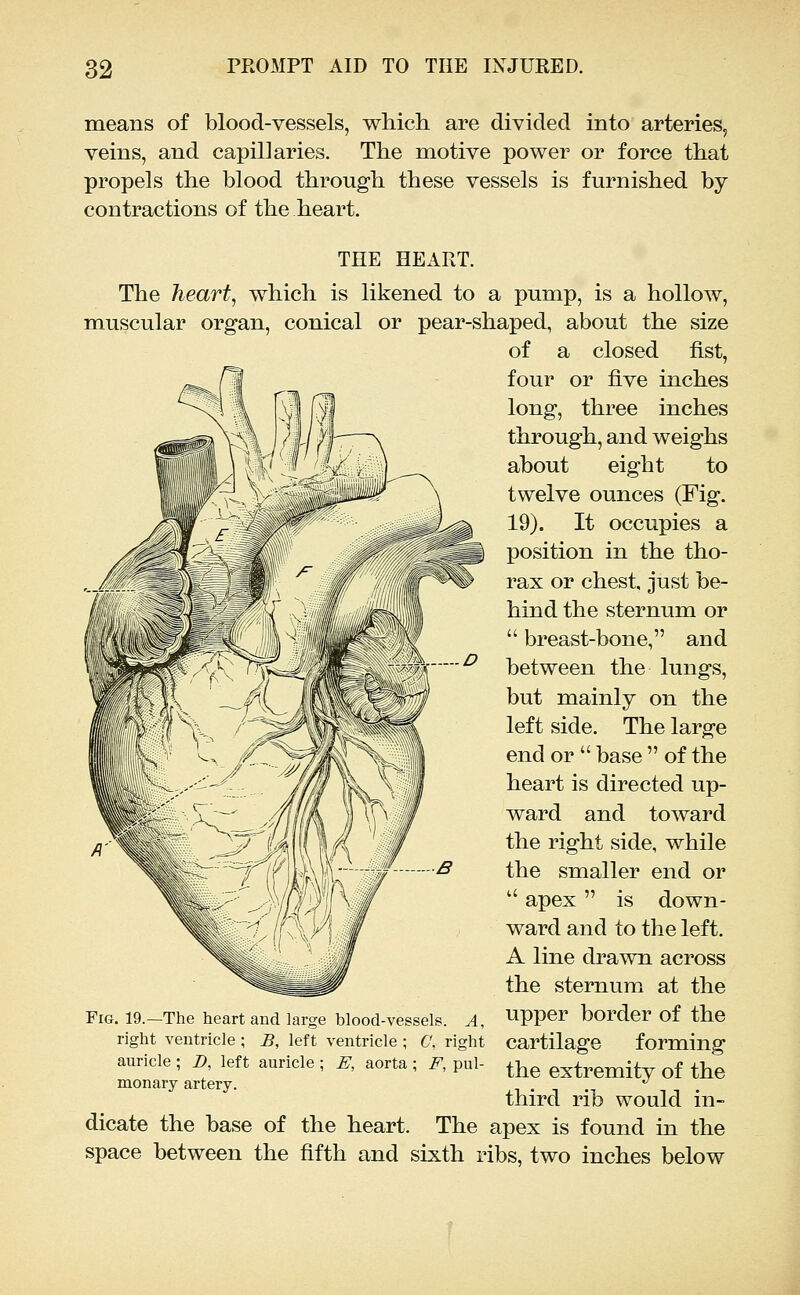 means of blood-vessels, which are divided into arteries, veins, and capillaries. The motive power or force that propels the blood through these vessels is furnished by contractions of the heart. THE HEART. The hearty which is likened to a pump, is a hollow, muscular organ, conical or pear-shaped, about the size of a closed fist, four or five inches long, three inches through, and weighs about eight to twelve ounces (Fig. 19). It occupies a position in the tho- rax or chest, just be- hind the sternum or  breast-bone, and between the lungs, but mainly on the left side. The large end or  base  of the heart is directed up- ward and toward the right side, while the smaller end or  apex  is down- ward and to the left. A line drawn across the sternum at the upper border of the cartilage forming the extremity of the third rib would in- dicate the base of the heart. The apex is found in the space between the fifth and sixth ribs, two inches below Fig. 19.—The heart and large blood-vessels. A, right ventricle ; B, left ventricle ; C, right auricle; D, left auricle; E, aorta; F, pul- monary artery.