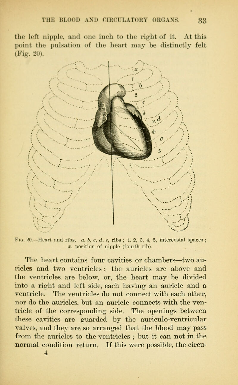 tlio left iiij)))!!', and oiic inch to tlic rij^-btof it. x\t this IK)int the pulsation of the licai-t may be distinctly felt (Fig. 20). Fig. 20.—Heart and ribs. a. b, c, d, e, ribs; 1. 2, 3, 4, 5, intercostal X, position of nipple (fourth rib). The heart contains four cavities or chambers—two au- ricles and two ventricles ; the auricles are above and the ventricles are below, or, the heart may be divided into a right and left side, each having an auricle and a ventricle. The ventricles do not connect with each other, nor do the auricles, but an auricle connects with the ven- tricle of the corresponding side. The openings between these cavities are guarded by the auriculo-ventricular valves, and they are so arranged that the blood may pass from the auricles to the ventricles ; but it can not in the normal condition return. If this were possible, the circu- 4