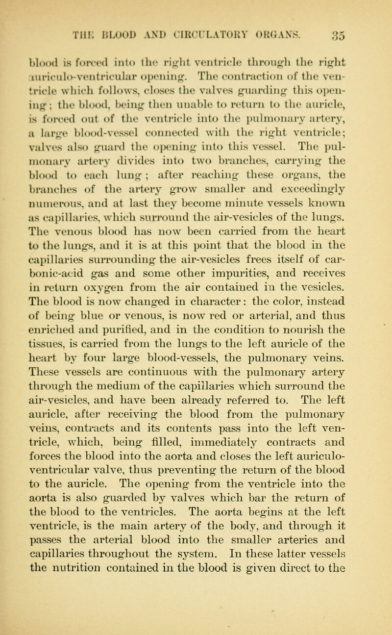 blnod IS f(»i-(((l into llic i-iulit ventricle through tlie ri^ht luriculo-ventricular opcnin*^. Tlie contraction of tlie ven- tricle which follows, closes the valves g-uarclinjjc this o])eii- inpf; the hlood, l)ein<^'' then unable to return to the auricle, is forced out of the ventricle into the pulmonary artery, a large blood-vessel connected with the right ventricle; valves also guard the oi)ening into this vessel. The pul- monary artery divides into two branches, carrying the blood to each lung ; after reaching these organs, the branches of the artery grow smaller and exceedingly numerous, and at last they become minute vessels known as capillaries, which surround the air-vesicles of the lungs. The venous blood has now been carried from the heart to the lungs, and it is at this point that the blood in the capillaries surrounding the air-vesicles frees itself of car- bonic-acid gas and some other impurities, and receives in return oxj'gen from the air contained in the vesicles. The blood is now changed in character: the color, instead of being blue or venous, is now^ red or arterial, and thus enriched and purified, and in the condition to nourish the tissues, is carried from the lungs to the left auricle of the heart by four large blood-vessels, the pulmonary veins. These vessels are continuous with the pulmonary artery through the medium of the capillaries which surround the air-vesicles, and have been already referred to. The left auricle, after receiving the blood from the pulmonary veins, contracts and its contents pass into the left ven- tricle, which, being filled, immediately contracts and forces the blood into the aorta and closes the left auriculo- ventricular valve, thus preventing the return of the blood to the auricle. The opening from the ventricle into the aorta is also guarded by valves w^hich bar the return of the blood to the ventricles. The aorta begins at the left ventricle, is the main artery of the body, and through it passes the arterial blood into the smaller arteries and capillaries throughout the system. In these latter vessels the nutrition contained in the blood is given direct to the