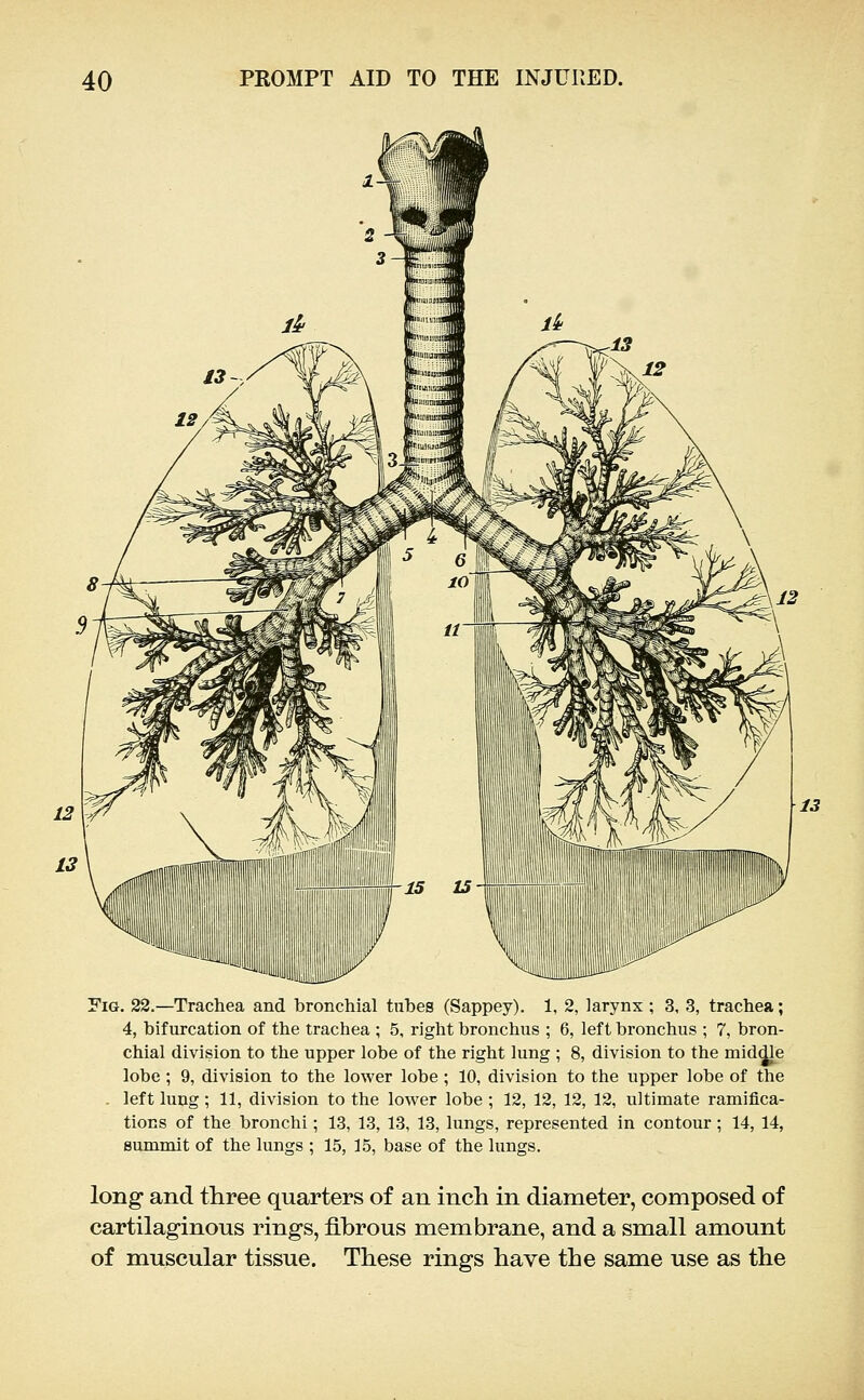 Fig. 22.—Trachea and bronchial tubes (Sappey). 1, 2, larynx ; 3, 3, trachea; 4, bifurcation of the trachea ; 5, right bronchus ; 6, left bronchus ; 7, bron- chial division to the upper lobe of the right lung ; 8, division to the mid^e lobe; 9, division to the lower lobe; 10, division to the upper lobe of the . left lung; 11, division to the lower lobe ; 12, 12, 12, 12, ultimate ramifica- tions of the bronchi; 13, 13, 13, 13, lungs, represented in contour; 14, 14, summit of the lungs ; 15, 15, base of the lungs. long and tliree quarters of an inch in diameter, composed of cartilaginous rings, fibrous membrane, and a small amount of muscular tissue. These rings have the same use as the