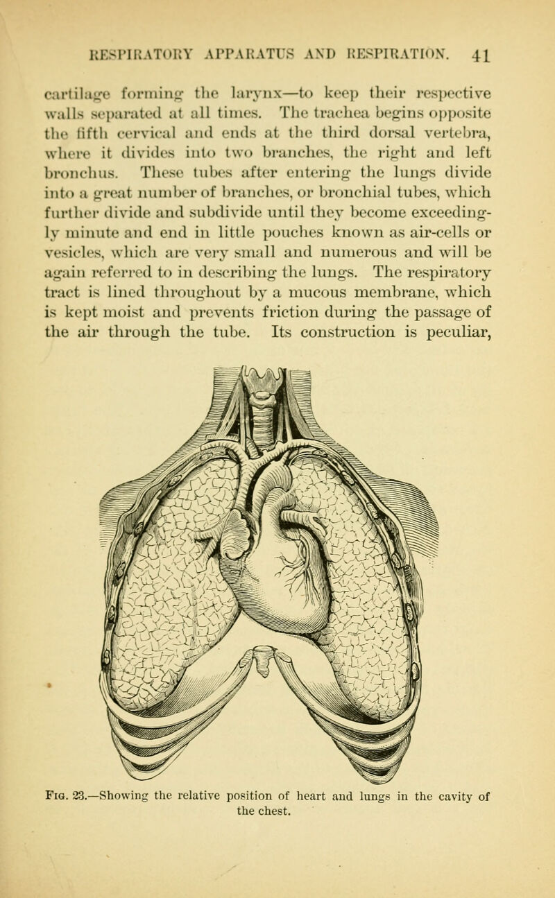 1:KSI'II;aT(>I;V ArrAllATUS and HESPIRATlnX. 41^ carlihiLTe foriiiin^- tlu- lai-ynx—to keep tlicir respective walls separated at all times. The trac-hea bef^ins {)j)p<)site the tifth cervical and ends at the third dorsal vertebra, where it tlivides into two branches, the right and left bronchus. Tliese tubes after entering- the lungs di\ide into a great number of branches, or bronchial tubes, which furthei divide and subdivide until they become exceeding- ly minute and end in little pouches known as air-cells or vesicles, which are very small and numerous and will be again referred to in describing the lungs. The respiratory tract is lined throughout b}^ a mucous membrane, which is kept moist and prevents friction during the passage of the ail* through the tube. Its construction is peculiar, Fig. 23.—Showing the relative position of heart and lungs in the cavity of the chest.