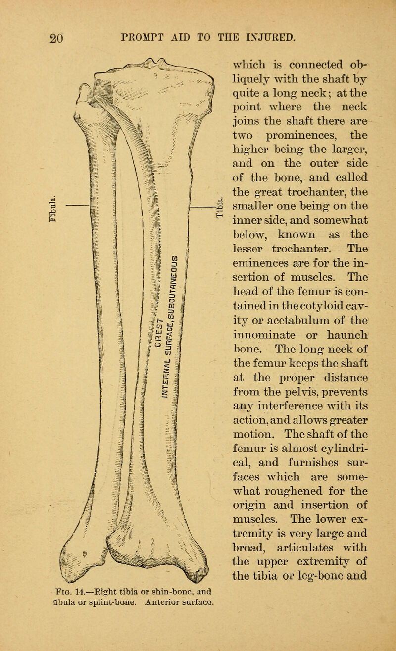 which is connected ob- liquely with the shaft by quite a long neck; at the point where the neck joins the shaft there are two prominences, the higher being the larger, and on the outer side of the bone, and called the great trochanter, the smaller one being on the inner side, and somewhat below, known as the- lesser trochanter. The eminences are for the in- sertion of muscles. The head of the femur is con- tained in the cotyloid cav- ity or acetabulum of the innominate or haunch bone. The long neck of the femur keeps the shaft at the proper distance from the pelvis, prevents any interference with its action, and allows greater motion. The shaft of the femur is almost cylindri- cal, and furnishes sur- faces which are some- what roughened for the origin and insertion of muscles. The lower ex- tremity is very large and broad, articulates with the upper extremity of the tibia or leg-bone and Fig. 14.—Right tibia or shin-bone, and fibula or splint-bone. Anterior surface.