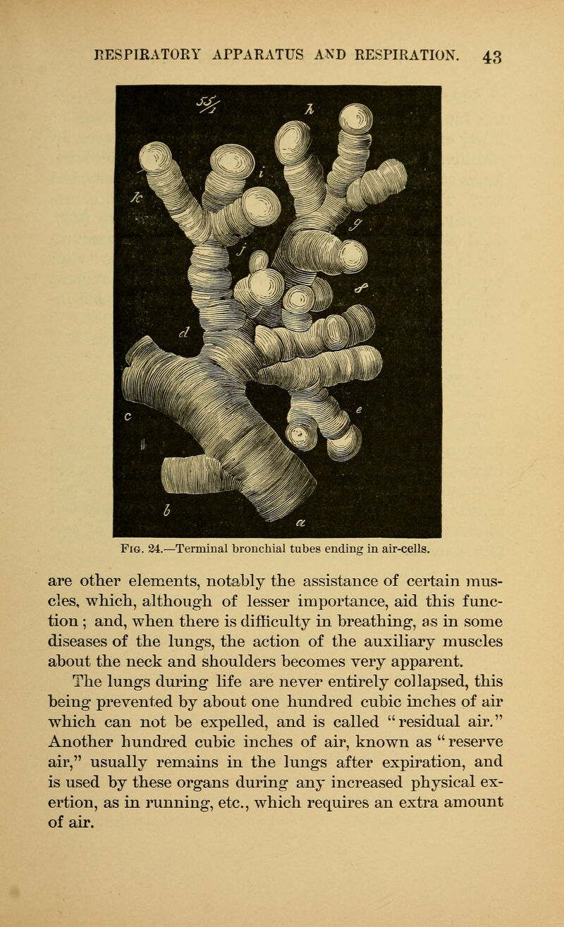 Fig. 24.—Terminal bronchial tubes ending in air-cells. are other elements, notably the assistance of certain mus- cles, which, although of lesser importance, aid this func- tion ; and, when there is difficulty in breathing, as in some diseases of the lungs, the action of the auxiliary muscles about the neck and shoulders becomes very apparent. The lungs during life are never entirely collapsed, this being prevented by about one hundred cubic inches of air which can not be expelled, and is called residual air. Another hundred cubic inches of air, known as reserve air, usually remains in the lungs after expiration, and is used by these organs during any increased physical ex- ertion, as in running, etc., which requires an extra amount of air.