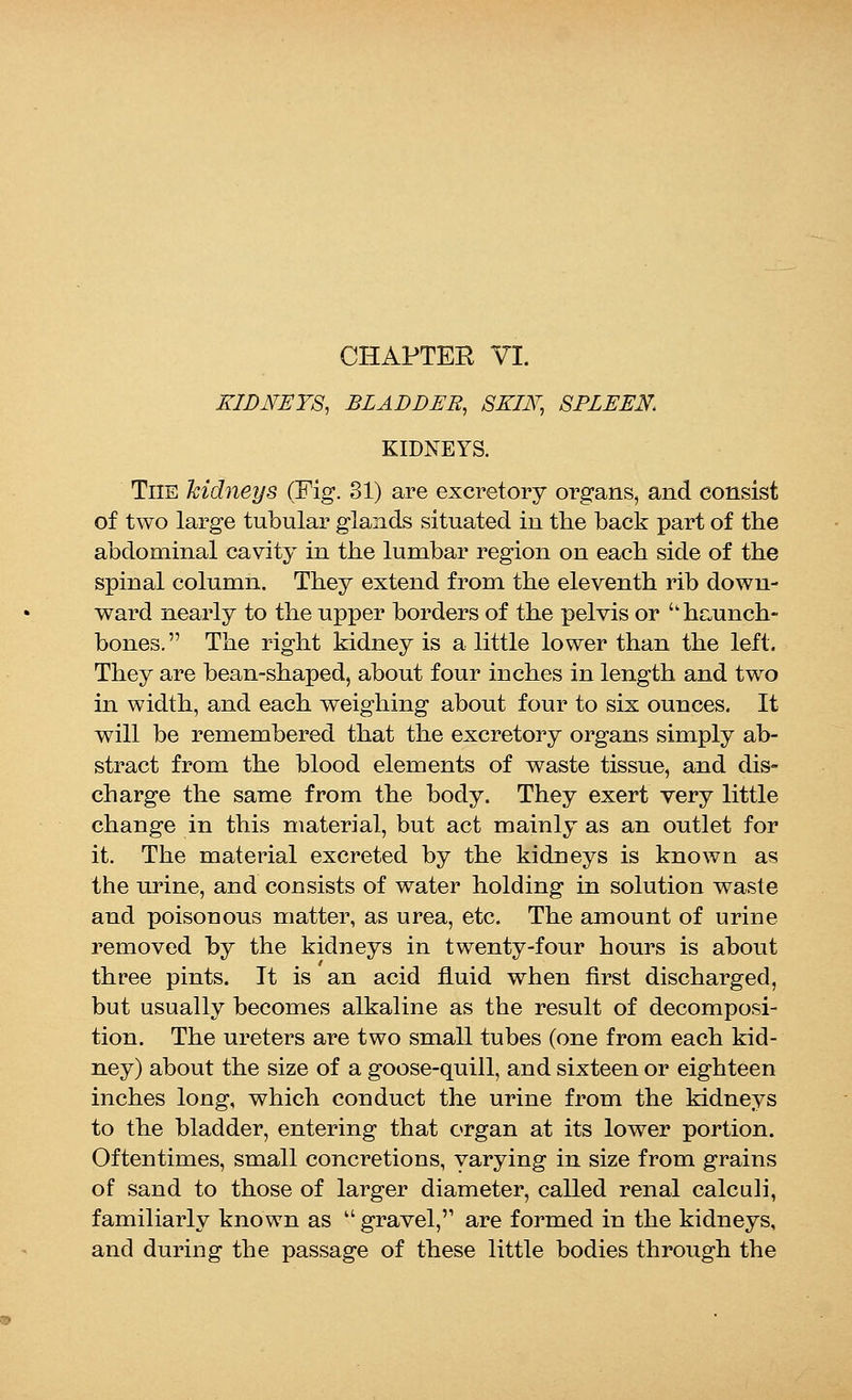 KIDNEYS, BLADDER, SKIN, SPLEEN. KIDNEYS. The kidneys (Fig. 31) are excretory organs, and consist of two large tubular glands situated in the back part of the abdominal cavity in the lumbar region on each side of the spinal column. They extend from the eleventh rib down- ward nearly to the upper borders of the pelvis or ''haunch- bones. The right kidney is a little lower than the left. They are bean-shaped, about four inches in length and two in width, and each weighing about four to six ounces. It will be remembered that the excretory organs simply ab- stract from the blood elements of waste tissue, and dis- charge the same from the body. They exert very little change in this material, but act mainly as an outlet for it. The material excreted by the kidneys is known as the urine, and consists of water holding in solution waste and poisonous matter, as urea, etc. The amount of urine removed by the kidneys in twenty-four hours is about three pints. It is an acid fluid when first discharged, but usually becomes alkaline as the result of decomposi- tion. The ureters are two small tubes (one from each kid- ney) about the size of a goose-quill, and sixteen or eighteen inches long, which conduct the urine from the kidneys to the bladder, entering that organ at its lower portion. Oftentimes, small concretions, varying in size from grains of sand to those of larger diameter, called renal calculi, familiarly known as  gravel,'1 are formed in the kidneys, and during the passage of these little bodies through the