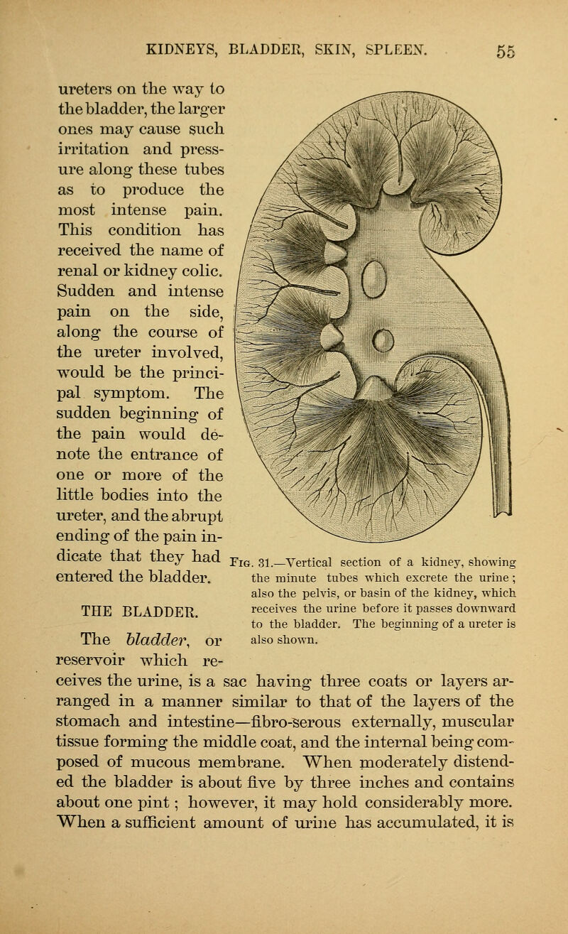 ureters on the way to the bladder, the larger ones may cause such irritation and press- ure along these tubes as to produce the most intense pain. This condition has received the name of renal or kidney colic. Sudden and intense pain on the side, along the course of the ureter involved, would be the princi- pal symptom. The sudden beginning of the pain would de- note the entrance of one or more of the little bodies into the ureter, and the abrupt ending of the pain in- dicate that they had FlG 3i._vertical section of a kidney, showing entered the bladder. the minute tubes which excrete the urine ; also the pelvis, or basin of the kidney, which receives the urine before it passes downward to the bladder. The beginning of a ureter is also shown. THE BLADDER. The bladder, or reservoir which re- ceives the urine, is a sac having three coats or layers ar- ranged in a manner similar to that of the layers of the stomach and intestine—iibro-serous externally, muscular tissue forming the middle coat, and the internal being com- posed of mucous membrane. When moderately distend- ed the bladder is about five by three inches and contains about one pint; however, it may hold considerably more. When a sufficient amount of urine has accumulated, it is