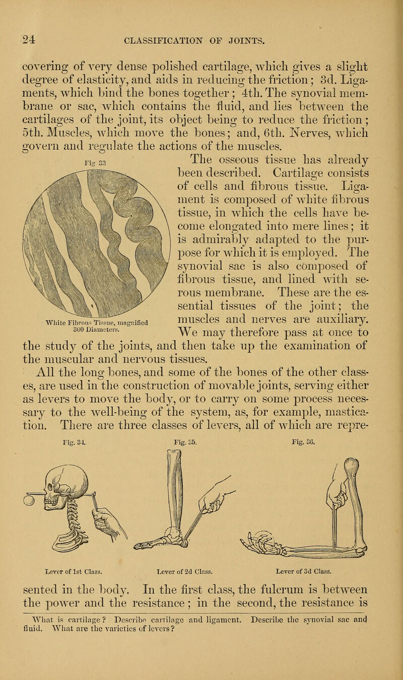 covering of very dense polished cartilage, which gives a slight degree of elasticity, and aids in reducing the friction; 3d. Liga- ments, which bind the bones together; 4th. The synovial mem- brane or sac, which contains the fluid, and lies between the cartilages of the joint, its object being to reduce the friction ; 5th. Muscles, which move the bones; and, 6th. Nerves, which govern and regulate the actions of the muscles. The osseous tissue has already been described. Cartilage consists of cells and fibrous tissue. Liga- ment is composed of white fibrous tissue, in which the cells have be- come elongated into mere lines; it is admirably adapted to the pur- pose for which it is employed. The synovial sac is also composed of fibrous tissue, and lined with se- rous membrane. These are the es- sential tissues of the joint; the muscles and nerves are auxiliary. We may therefore pass at once to the study of the joints, and then take up the examination of the muscular and nervous tissues. All the long bones, and some of the bones of the other class- es, are used in the construction of movable joints, serving either as levers to move the body, or to carry on some process neces- sary to the well-being of the system, as, for example, mastica- tion. There are three classes of levers, all of which are repre- White Fibrous Tissue, magnified 300 Diameters. Tig. 34. Fig. £5. Fig. 3G. Lever of 1st Class. Lever of 2d Class. Lever of 3d Class. sented in the body. In the first class, the fulcrum is between the power and the resistance; in the second, the resistance is What is cartilage ? Describe, cartilage and ligament. Describe the synovial sac ancl fluid. What are the varieties of levers?