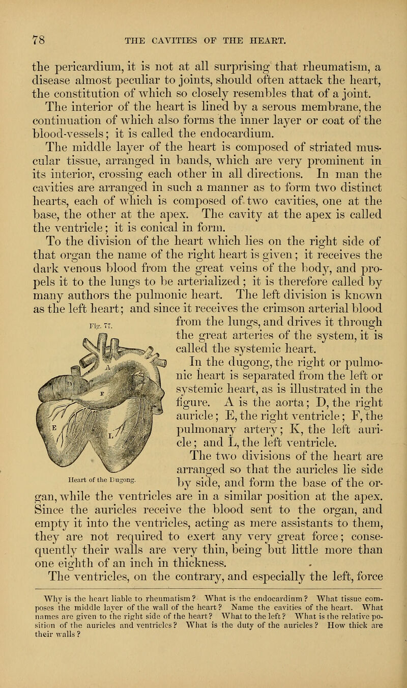 the pericardium, it is not at all surprising that rheumatism, a disease almost peculiar to joints, should often attack the heart, the constitution of which so closely resembles that of a joint. The interior of the heart is lined by a serous membrane, the continuation of which also forms the inner layer or coat of the blood-vessels; it is called the endocardium. The middle layer of the heart is composed of striated mus- cular tissue, arranged in bands, which are very prominent in its interior, crossing each other in all directions. In man the cavities are arranged in such a manner as to form two distinct hearts, each of which is composed of two cavities, one at the base, the other at the apex. The cavity at the apex is called the ventricle; it is conical in form. To the division of the heart which lies on the right side of that organ the name of the right heart is given; it receives the dark venous blood from the great veins of the body, and pro- pels it to the lungs to be arterialized; it is therefore called by many authors the pulmonic heart. The left division is known as the left heart; and since it receives the crimson arterial blood from the lungs, and drives it through the great arteries of the system, it is called the systemic heart. In the dugong, the right or pulmo- nic heart is separated from the left or systemic heart, as is illustrated in the figure. A is the aorta; D, the right auricle; E, the right ventricle; F, the pulmonary artery; K, the left auri- cle ; and L, the left ventricle. The two divisions of the heart are arranged so that the auricles lie side by side, and form the base of the or- gan, while the ventricles are in a similar position at the apex. Since the auricles receive the blood sent to the organ, and empty it into the ventricles, acting as mere assistants to them, they are not required to exert any very great force; conse- quently their walls are very thin, being but little more than one eighth of an inch in thickness. The ventricles, on the contrary, and especially the left, force Why is the heart liable to rheumatism ? What is the endocardium ? What tissue com- poses the middle layer of the wall of the heart ? Name the cavities of the heart. What names are given to the right side of the heart? What to the left ? What is the relative po- sition of the auricles and ventricles? What is the duty of the auricles? How thick are their walls ? Heart of the Dugong.