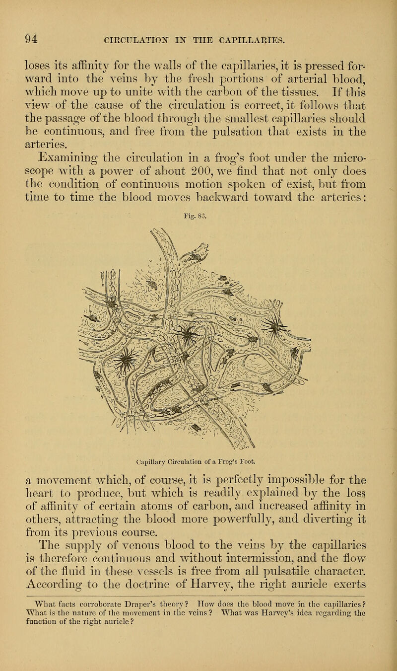 loses its affinity for the walls of the capillaries, it is pressed for- ward into the veins by the fresh portions of arterial blood, which move up to unite with the carbon of the tissues. If this view of the cause of the circulation is correct, it follows that the passage of the blood through the smallest capillaries should be continuous, and free from the pulsation that exists in the arteries. Examining the circulation in a frog's foot under the micro- scope with a powder of about 200, we find that not only does the condition of continuous motion spoken of exist, but from time to time the blood moves backward toward the arteries: Capillary Circulation of a Frog's Foot. a movement which, of course, it is perfectly impossible for the heart to produce, but which is readily explained by the loss of affinity of certain atoms of carbon, and increased affinity in others, attracting the blood more powerfully, and diverting it from its previous course. The supply of venous blood to the veins by the capillaries is therefore continuous and without intermission, and the flow of the fluid in these vessels is free from all pulsatile character. According to the doctrine of Harvey, the right auricle exerts What facts corroborate Draper's theory? ITow does the blood move in the capillaries? What is the nature of the movement in the veins ? What was Harvey's idea regarding the function of the right auricle ?