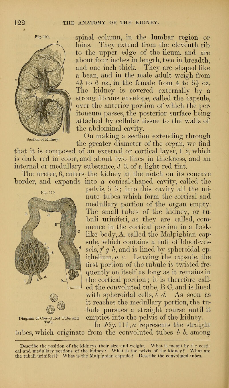 Fig. 10D. Section of Kidney. spinal column, in the lumbar region or loins. They extend from the eleventh rib to the upper edge of the ileum, and are about four inches in length, two in breadth, and one inch thick. They are shaped like a bean, and in the male adult weigh from 4i to 6 oz., in the female from 4 to 5| oz. The kidney is covered externally by a strong fibrous envelope, called the capsule, over the anterior portion of which the per- itoneum passes, the posterior surface being attached by cellular tissue to the walls of the abdominal cavity. On making a section extending through the greater diameter of the organ, we find that it is composed of an external or cortical layer, 1 2, which is dark red in color, and about two lines in thickness, and an internal or medullary substance, 3 3, of a light red tint. The ureter, 6, enters the kidney at the notch on its concave border, and expands into a conical-shaped cavity, called the pelvis, 5 5; into this cavity all the mi- nute tubes which form the cortical and medullary portion of the organ empty. The small tubes of the kidney, or tu- buli uriniferi, as they are called, com- mence in the cortical portion in a flask- like body, A, called the Malpighian cap- sule, which contains a tuft of blood-ves- sels,/ g h, and is lined by spheroidal ep- ithelium, a c. Leaving the capsule, the first portion of the tubule is twisted fre- quently on itself as long as it remains in the cortical portion; it is therefore call- ed the convoluted tube, B C, and is lined with spheroidal cells, b d. As soon as it reaches the medullary portion, the tu- bule pursues a straight course until it empties into the pelvis of the kidney. In Fig. Ill,a represents the straight tubes, which originate from the convoluted tubes b b, among Fig. 110 m Diagram of Convoluted Tube and Tuft. Describe the position of the kidneys, their size and weight. What is meant by the corti- cal and medullary portions of the kidney? What is the pelvis of the kidney? What aro the tubuli uriniferi? What is the Malpighian capsule ? Describe the convoluted tubes.