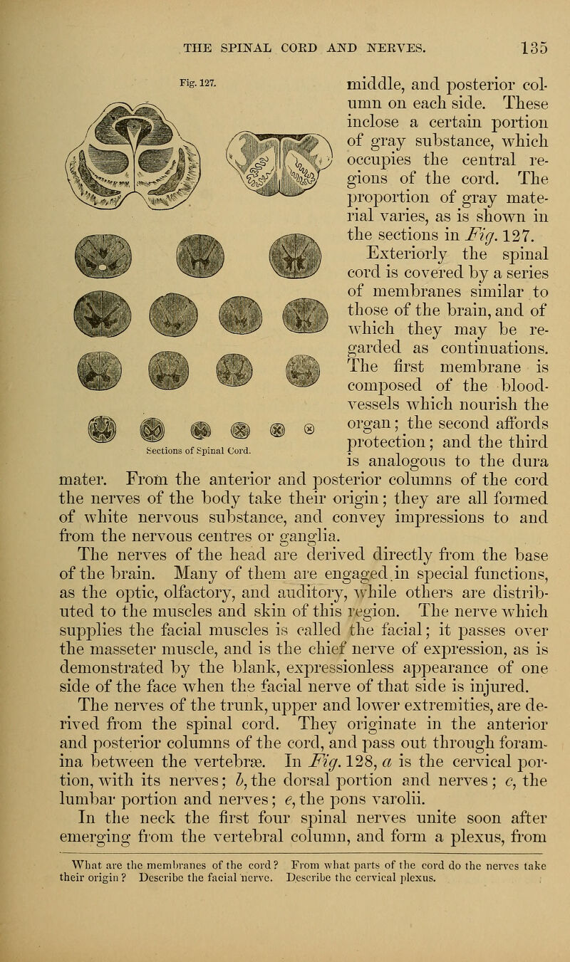 Sections of Spinal Cord. Fi&127- middle, and posterior col- umn on each side. These inclose a certain portion of gray substance, which occupies the central re- gions of the cord. The proportion of gray mate- rial varies, as is shown in the sections in Fig. 127. Exteriorly the spinal cord is covered by a series of membranes similar to those of the brain, and of which they may be re- garded as continuations. The first membrane is composed of the blood- vessels which nourish the organ; the second affords protection; and the third is analogous to the dura mater. From the anterior and posterior columns of the cord the nerves of the body take their origin; they are all formed of white nervous substance, and convey impressions to and from the nervous centres or ganglia. The nerves of the head are derived directly from the base of the brain. Many of them are engaged.in special functions, as the optic, olfactory, and auditory, while others are distrib- uted to the muscles and skin of this region. The nerve which supplies the facial muscles is called the facial; it passes over the masseter muscle, and is the chief nerve of expression, as is demonstrated by the blank, expressionless appearance of one side of the face when the facial nerve of that side is injured. The nerves of the trunk, upper and lower extremities, are de- rived from the spinal cord. They originate in the anterior and posterior columns of the cord, and pass out through foram- ina between the vertebrae. In Fig. 128, a is the cervical por- tion, with its nerves; Z>, the dorsal portion and nerves; c, the lumbar portion and nerves; <?, the pons varolii. In the neck the first four spinal nerves unite soon after emerging from the vertebral column, and form a plexus, from What are the membranes of the cord? From what parts of the cord do the nerves take their origin ? Describe the facial nerve. Describe the cervical plexus.