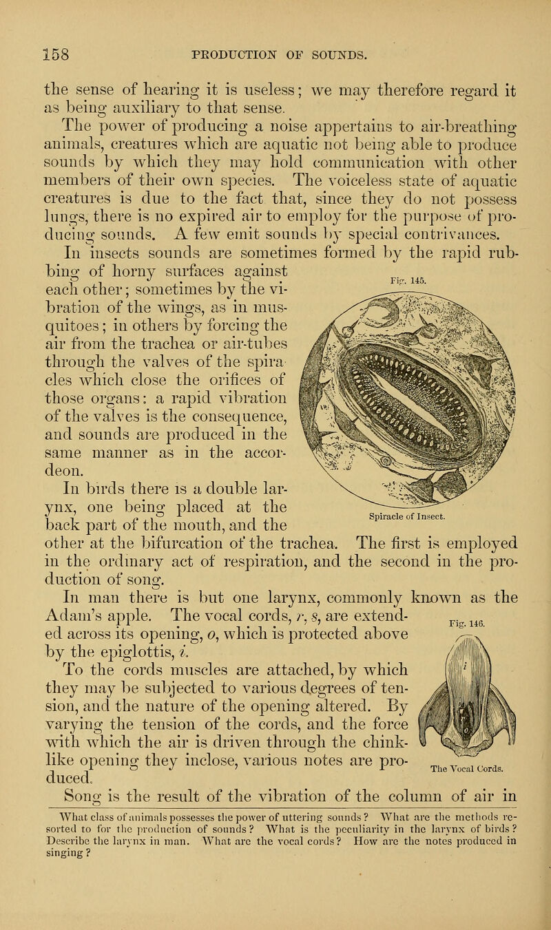 the sense of hearing it is useless; we may therefore regard it as being auxiliary to that sense. The power of producing a noise appertains to air-breathing animals, creatures which are aquatic not being able to produce sounds by which they may hold communication with other members of their own species. The voiceless state of aquatic creatures is due to the fact that, since they do not possess lungs, there is no expired air to employ for the purpose of pro- ducing sounds. A few emit sounds by special contrivances. In insects sounds are sometimes formed by the rapid rub- bing of horny surfaces against each other; sometimes by the vi- bration of the wings, as in mus- quitoes; in others by forcing the air from the trachea or air-tubes through the valves of the spira cles which close the orifices of those organs: a rapid vibration of the valves is the consequence, and sounds are produced in the same manner as in the accor- deon. In birds there is a double lar- ynx, one being placed at the back part of the mouth, and the other at the bifurcation of the trachea. The first is employed in the ordinary act of respiration, and the second in the pro- duction of song. In man there is but one larynx, commonly known as the Adam's apple. The vocal cords, r. s, are extend- ed across its opening, o, which is protected above by the epiglottis, i. To the cords muscles are attached, by which they may be subjected to various degrees of ten- sion, ancl the nature of the opening altered. By varying the tension of the cords, and the force with which the air is driven through the chink- like opening they inclose, various notes are pro- duced. Song is the result of the vibration of the column of air in What class of animals possesses the power of uttering sounds? What are the methods re- sorted to for the production of sounds? What is the peculiarity in the larynx of birds ? Describe the larynx in man. What arc the vocal cords? How are the notes produced in singing ? Spiracle of Insect. Fig. 146. The Vocal Cords.