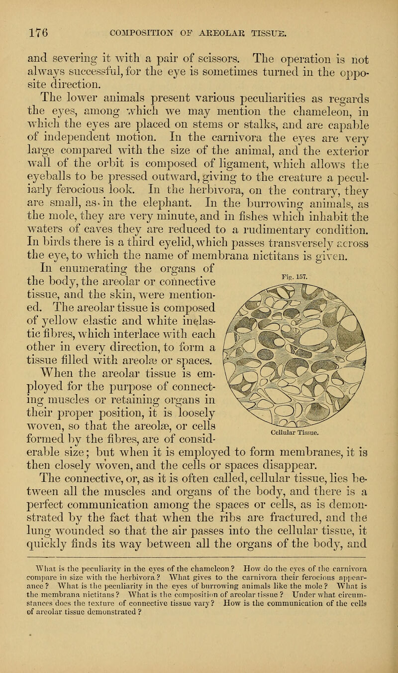 Pig. 157. and severing it with a pair of scissors. The operation is not always successful, for the eye is sometimes turned in the oppo- site direction. The lower animals present various peculiarities as regards the eyes, among which we may mention the chameleon, in which the eyes are placed on stems or stalks, and are capable of independent motion. In the carnivora the e}Tes are very large compared with the size of the animal, and the exterior wall of the orbit is composed of ligament, which allows the eyeballs to be pressed outward, giving to the creature a pecul- iarly ferocious look In the herbivora, on the contrary, they are small, as* in the elephant. In the burrowing animals, as the mole, they are very minute, and in fishes which inhabit the waters of caves they are reduced to a rudimentary condition. In birds there is a third eyelid, which passes transversely across the eye, to which the name of membrana nictitans is given. In enumerating the organs of the body, the areolar or connective tissue, and the skin, were mention- ed. The areolar tissue is composed of yellow elastic and white inelas- tic fibres, which interlace with each other in every direction, to form a tissue filled with areolae or spaces. When the areolar tissue is em- ployed for the purpose of connect- ing muscles or retaining organs in their proper position, it is loosely woven, so that the areolae, or cells formed by the fibres, are of consid- erable size; but when it is employed to form membranes, it is then closely woven, and the cells or spaces disappear. The connective, or, as it is often called, cellular tissue, lies be- tween all the muscles and organs of the body, and there is a perfect communication among the spaces or cells, as is demon- strated by the fact that when the ribs are fractured, and the lung wounded so that the air passes into the cellular tissue, it quickly finds its way between all the organs of the body, and What is the peculiarity in the eyes of the chameleon? How do the eyes of the carnivora compare in size with the herbivora? What gives to the carnivora their ferocious appear- ance? What is the peculiarity in the eyes of burrowing animals like the mole? What is the membrana nictitans ? What is the composition of areolar tissue ? Under what circum- stances does the texture of connective tissue vary? How is the communication of the cells of areolar tissue demonstrated ? Cellular Tissue.