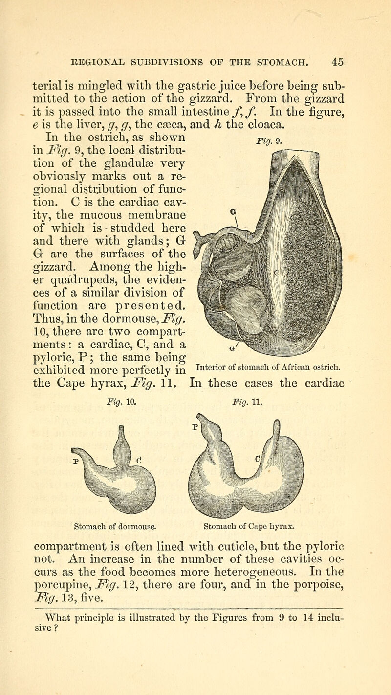 terial is mingled with the gastric juice before being sub- mitted to the action of the gizzard. From the gizzard it is passed into the small intestine f,f. In the figure, e is the liver, g, g, the caeca, and h the cloaca. In the ostrich, as shown Fifft 9# in Fig. 9, the local distribu- tion of the glandular very obviously marks out a re- gional distribution of func- tion. C is the cardiac cav- ity, the mucous membrane of which is studded here and there with glands; G G are the surfaces of the gizzard. Among the high- er quadrupeds, the eviden- ces of a similar division of function are presented. Thus, in the dormouse, Fig. 10, there are two compart- ments : a cardiac, C, and a pyloric, P; the same being exhibited more perfectly in Interior the Cape hyrax, Fig. 11. In these cases the cardiac stomach of African ostrich. Fig, 10. Fig. 11. 5v\ Stomach of dormouse. Stomach of Cape hyrax. compartment is often lined with cuticle, but the pyloric not. An increase in the number of these cavities oc- curs as the food becomes more heterogeneous. In the porcupine, Fig. 12, there are four, and in the porpoise, Fig. 13, five. What principle is illustrated by the Figures from 9 to 14 inclu- sive ?