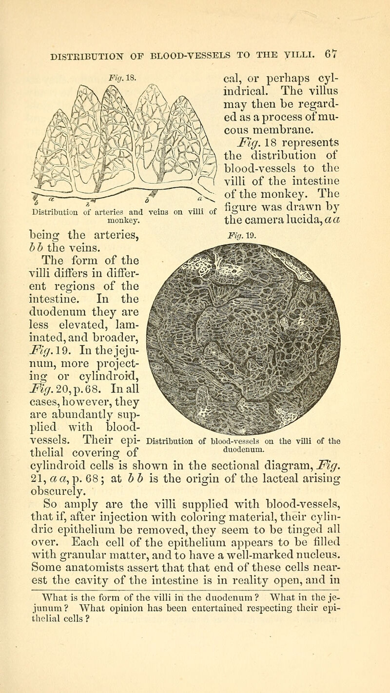 Fig. IS. cal, or perhaps cyl- indrical. The villus may then be regard- ed as a process of mu- cous membrane. Fig. 18 represents the distribution of blood-vessels to the villi of the intestine of the monkey. The t figure was drawn by monkey. the camera lucida, a a being the arteries, 2^.19. b b the veins. The form of the villi differs in differ- ent regions of the intestine. In the duodenum they are less elevated, lam- inated, and broader, Fig. 19. In th e j ej u- num, more project- ing or cylindroid, Fig. 20, p. 68. In all cases, however, they are abundantly sup- plied with blood- vessels. Their epi- thelial covering of cylindroid cells is shown in the sectional diagram, Fig. 21, ««, p. 68; at b b is the origin of the lacteal arising obscurely. So amply are the villi supplied with blood-vessels, that if, after injection with coloring material, their cylin- dric epithelium be removed, they seem to be tinged all over. Each cell of the epithelium appears to be filled with granular matter, and to have a well-marked nucleus. Some anatomists assert that that end of these cells near- est the cavity of the intestine is in reality open, and in What is the form of the villi in the duodenum ? What in the je- junum? What opinion has been entertained respecting their epi- thelial cells ? Distribution of blood-vessels on the villi of the duodenum.