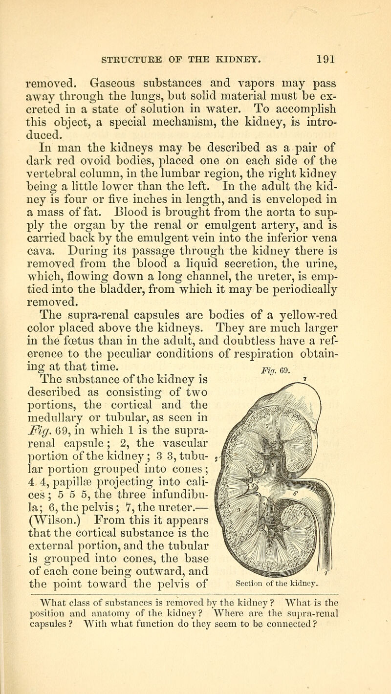 removed. Gaseous substances and vapors may pass away through the lungs, but solid material must be ex- creted in a state of solution in water. To accomplish this object, a special mechanism, the kidney, is intro- duced. In man the kidneys may be described as a pair of dark red ovoid bodies, placed one on each side of the vertebral column, in the lumbar region, the right kidney being a little lower than the left. In the adult the kid- ney is four or five inches in length, and is enveloped in a mass of fat. Blood is brought from the aorta to sup- ply the organ by the renal or emulgent artery, and is carried back by the emulgent vein into the inferior vena cava. During its passage through the kidney there is removed from the blood a liquid secretion, the urine, which, flowing down a long channel, the ureter, is emp- tied into the bladder, from which it may be periodically removed. The supra-renal capsules are bodies of a yellow-red color placed above the kidneys. They are much larger in the fetus than in the adult, and doubtless have a ref- erence to the peculiar conditions of respiration obtain- ing at that time. The substance of the kidney is described as consisting of two portions, the cortical and the medullary or tubular, as seen in Fig. 69, in which 1 is the supra- renal capsule; 2, the vascular portion of the kidney; 3 3, tubu- lar portion grouped into cones; 4 4, papillae projecting into cali- ces; 5 5 5, the three infundibu- la; 6, the pelvis; 7, the ureter.— (Wilson.) From this it appears that the cortical substance is the external portion, and the tubular is grouped into cones, the base of each cone being outward, and the point toward the pelvis of What class of substances is removed by the kidney ? What is the position and anatomy of the kidney? Where are the supra-renal capsules ? With what function do they seem to be connected ? Fig. 69. Section of the kidney.